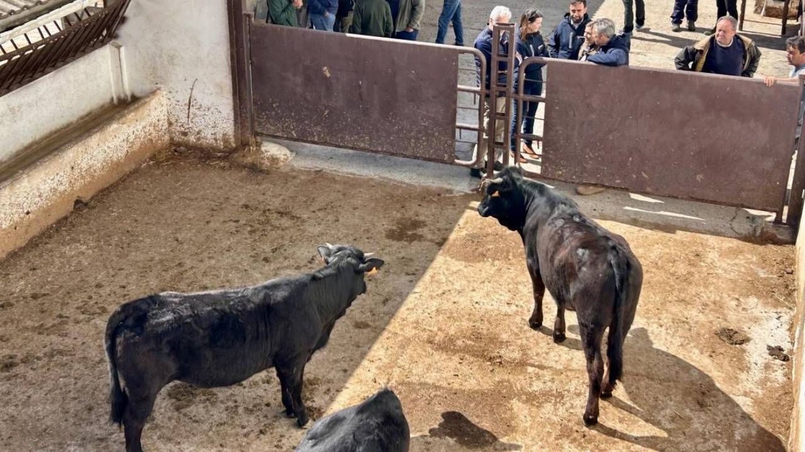 Madrid impulsa la ganadería con la entrega de 15 reses Avileña-Negra Ibérica para mejorar la genética del sector