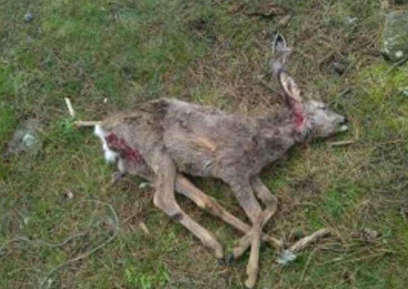 Cría de corzo muerta en el monte de Moralzarzal