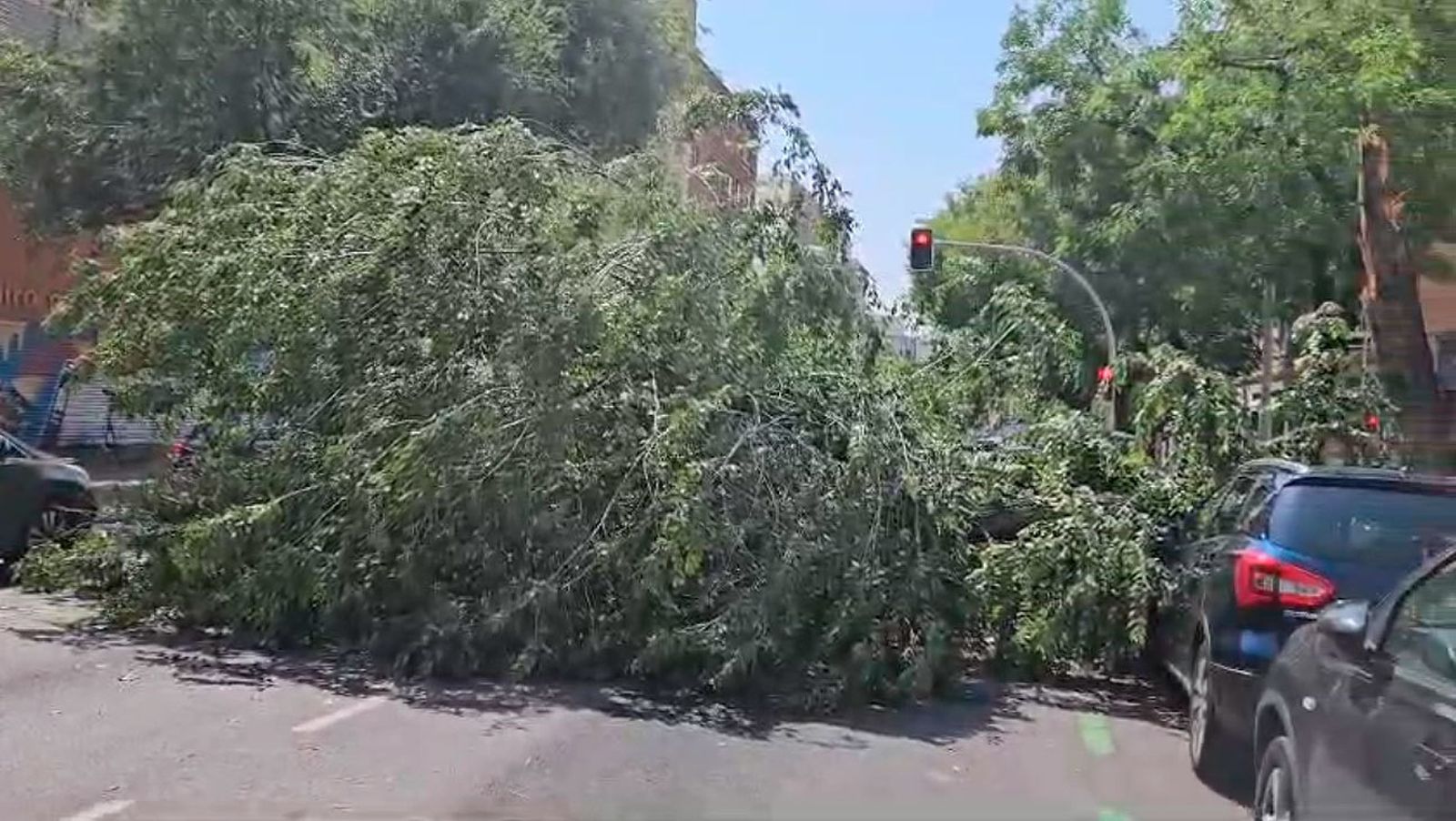 Un árbol cae sobre vehículos en la calle Palos de la Frontera