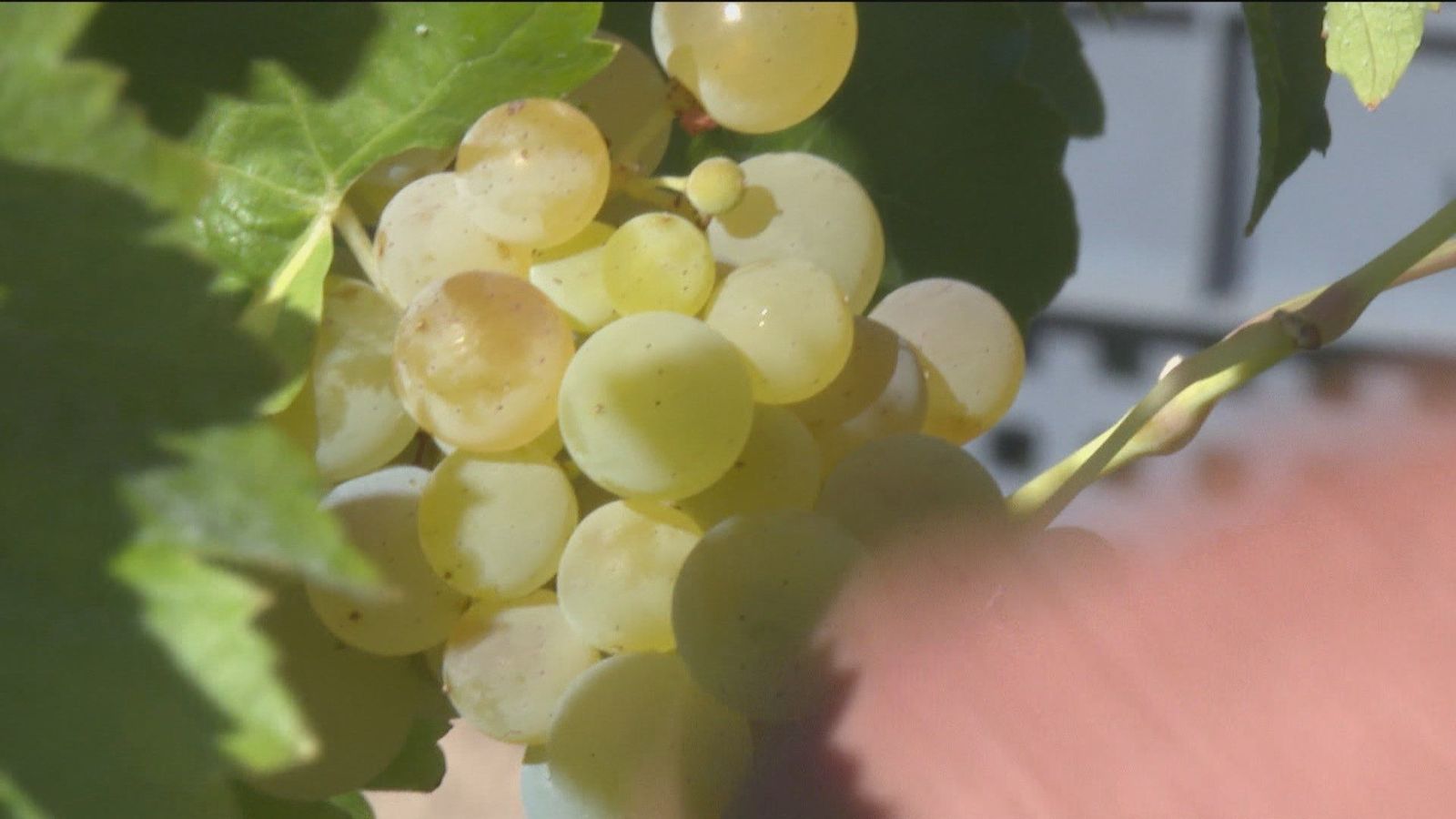 El Ayuntamiento de Arganda del Rey sube el IBI a los agricultores un 130% en un año
