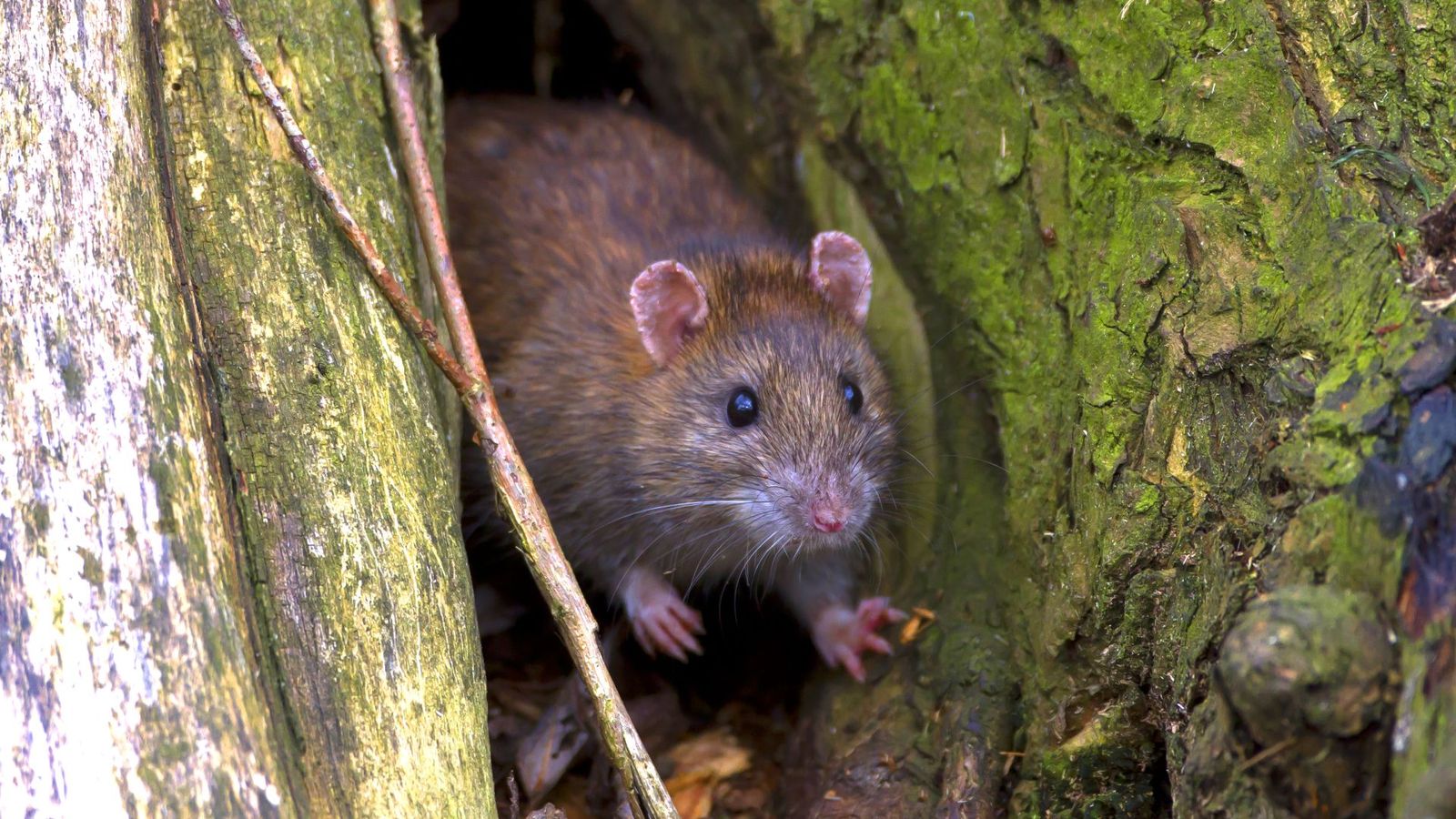 Los vecinos de Leganés, hartos de convivir con las ratas
