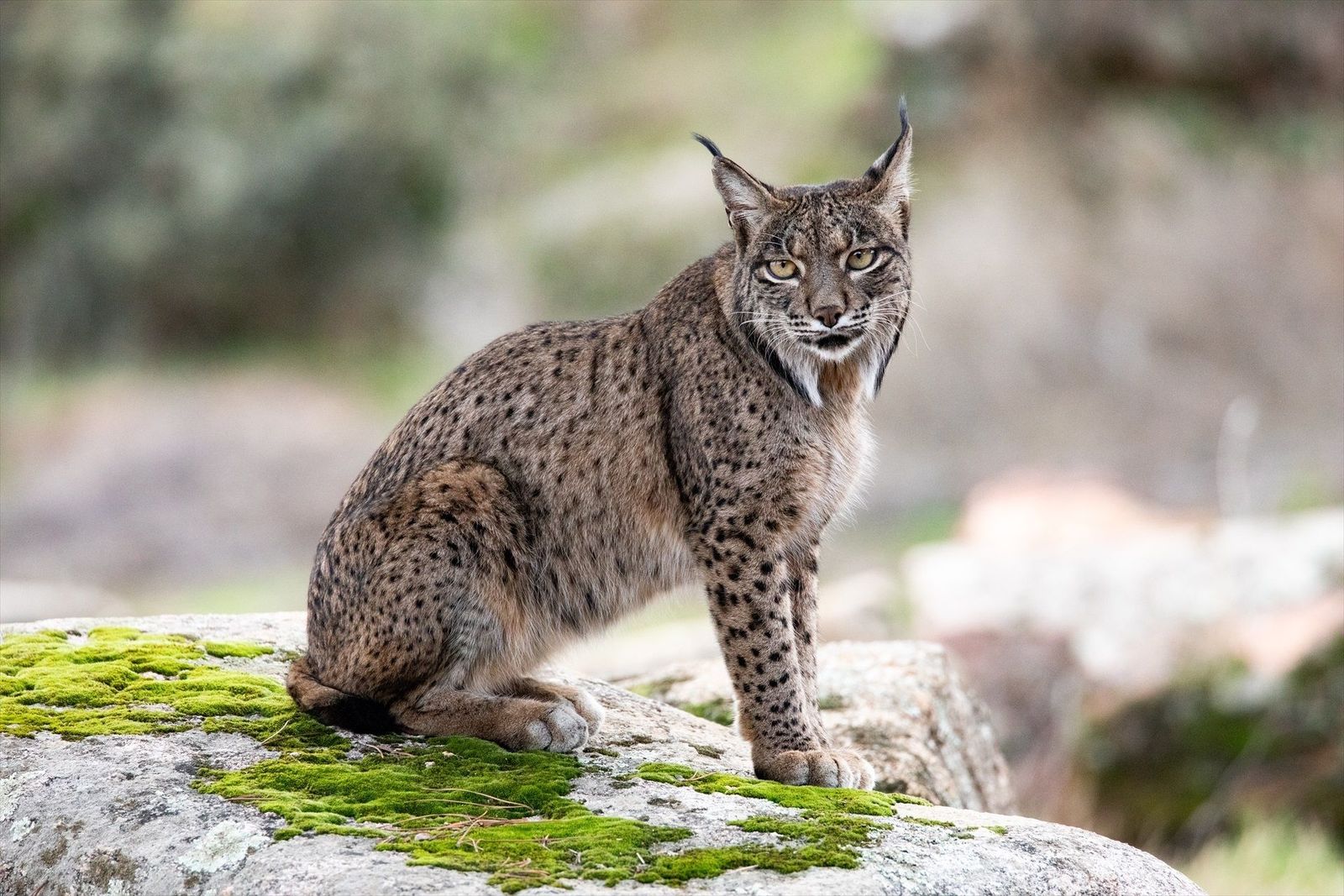 Investigan el hallazgo en El Molar de un lince muerto tras ser tiroteado y mutilado