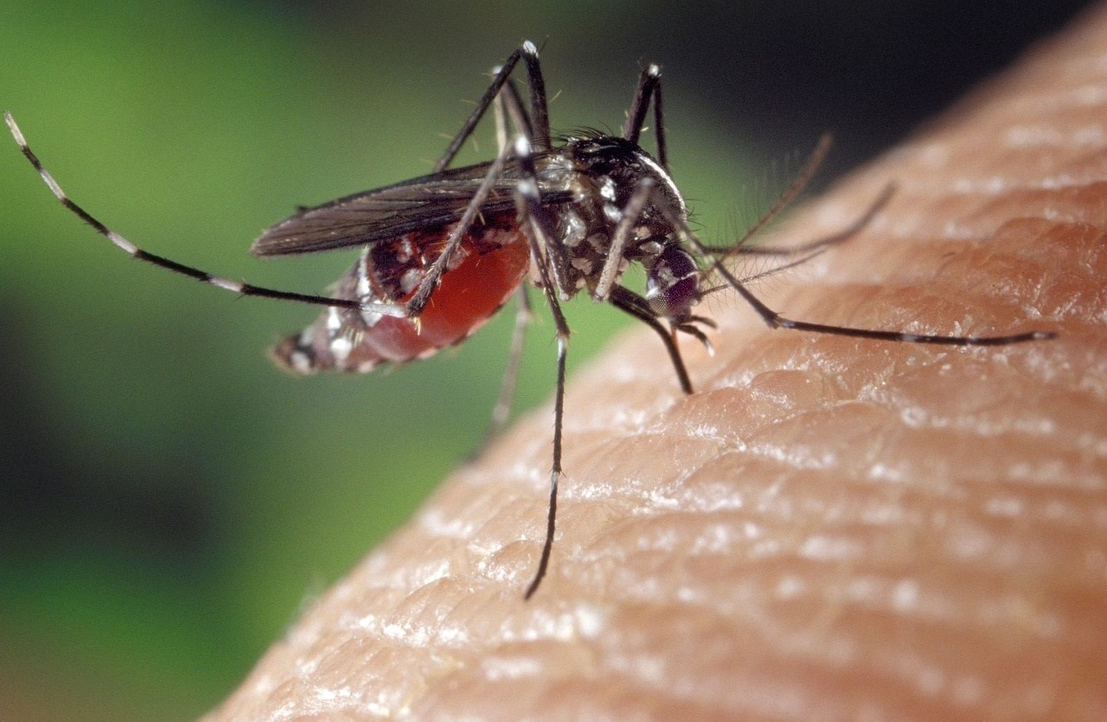 Mosquito transmisor de la fiebre del Nilo
