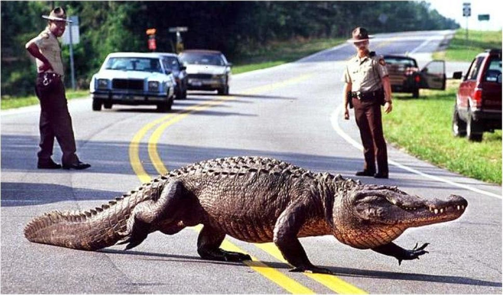 Agentes cortan el tráfico para que cruce un caimán la carretera en Florida