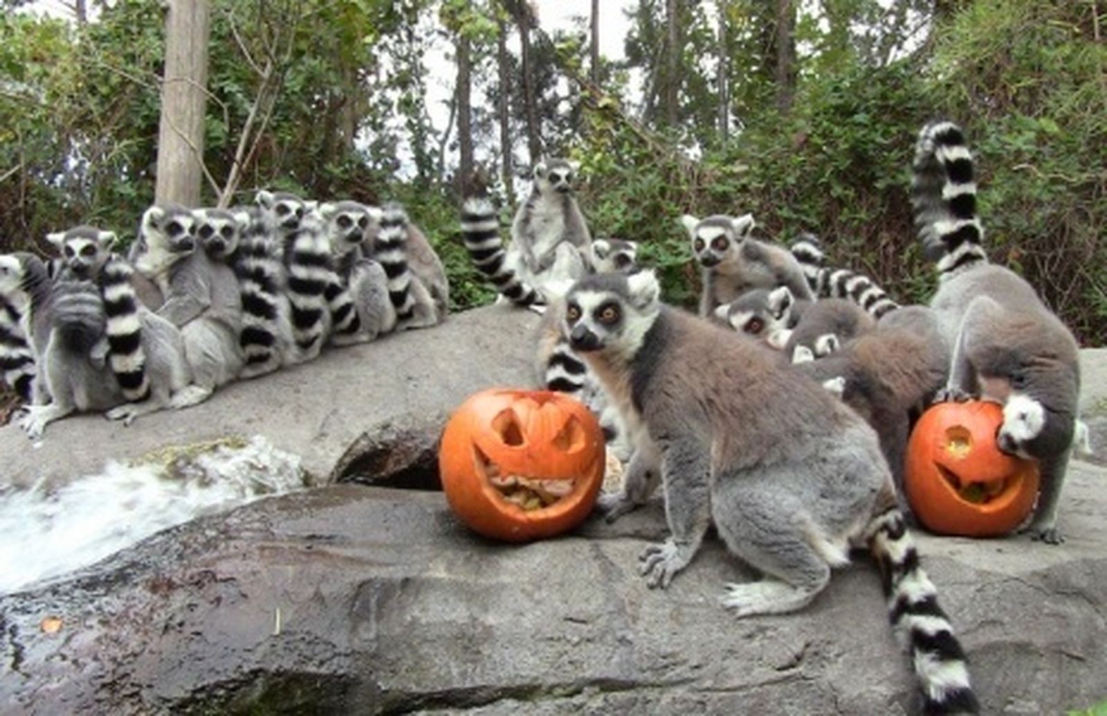 halloween_faunia