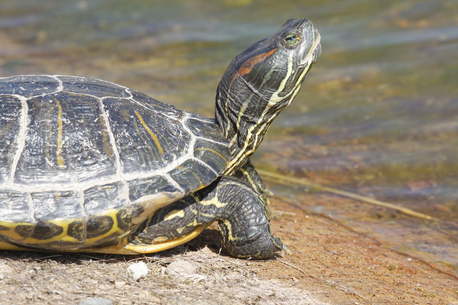 El galápago de Florida es un ejemplo de especie exótica invasora