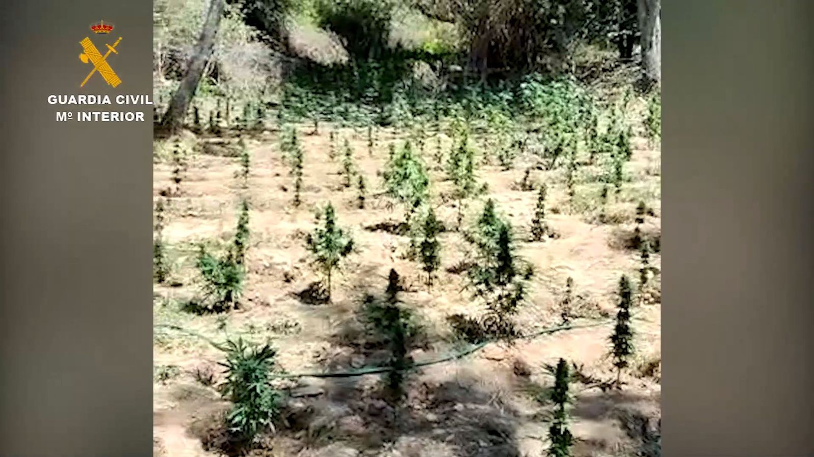 Intervenida una plantación de marihuana en el paraje protegido del embalse de El Atazar