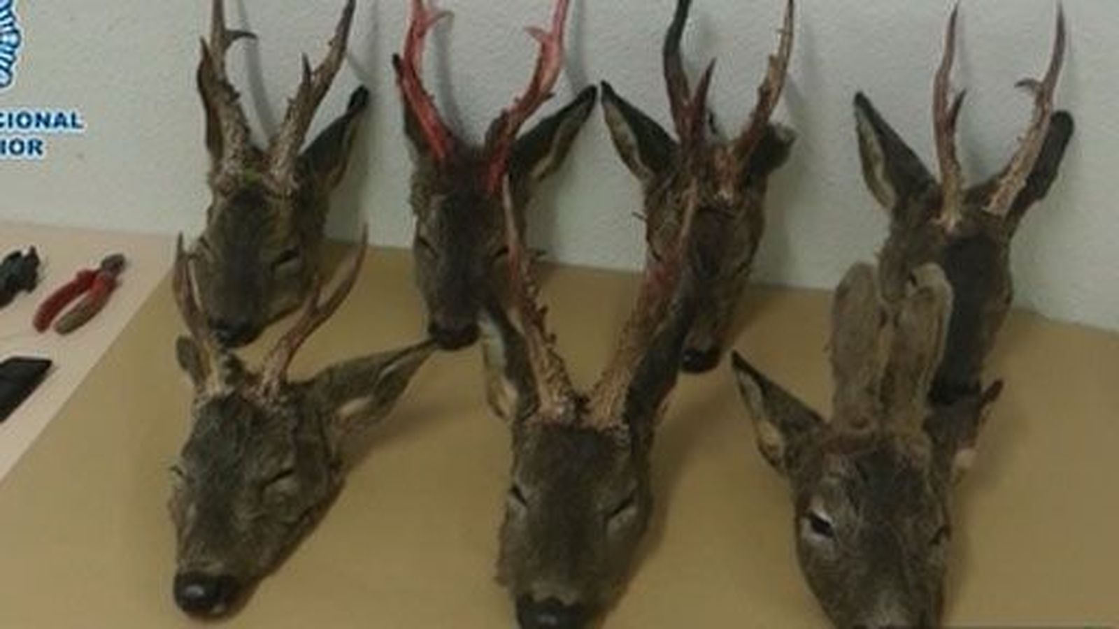 Dos detenidos en Torrejón de Ardoz por la caza furtiva de corzos