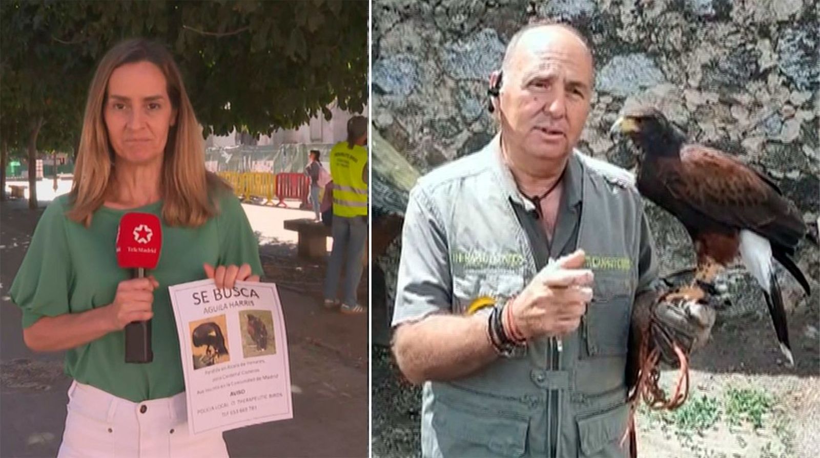 Ayúdanos a encontrar a Vera, un halcón de 11 años robado en Alcalá de Henares
