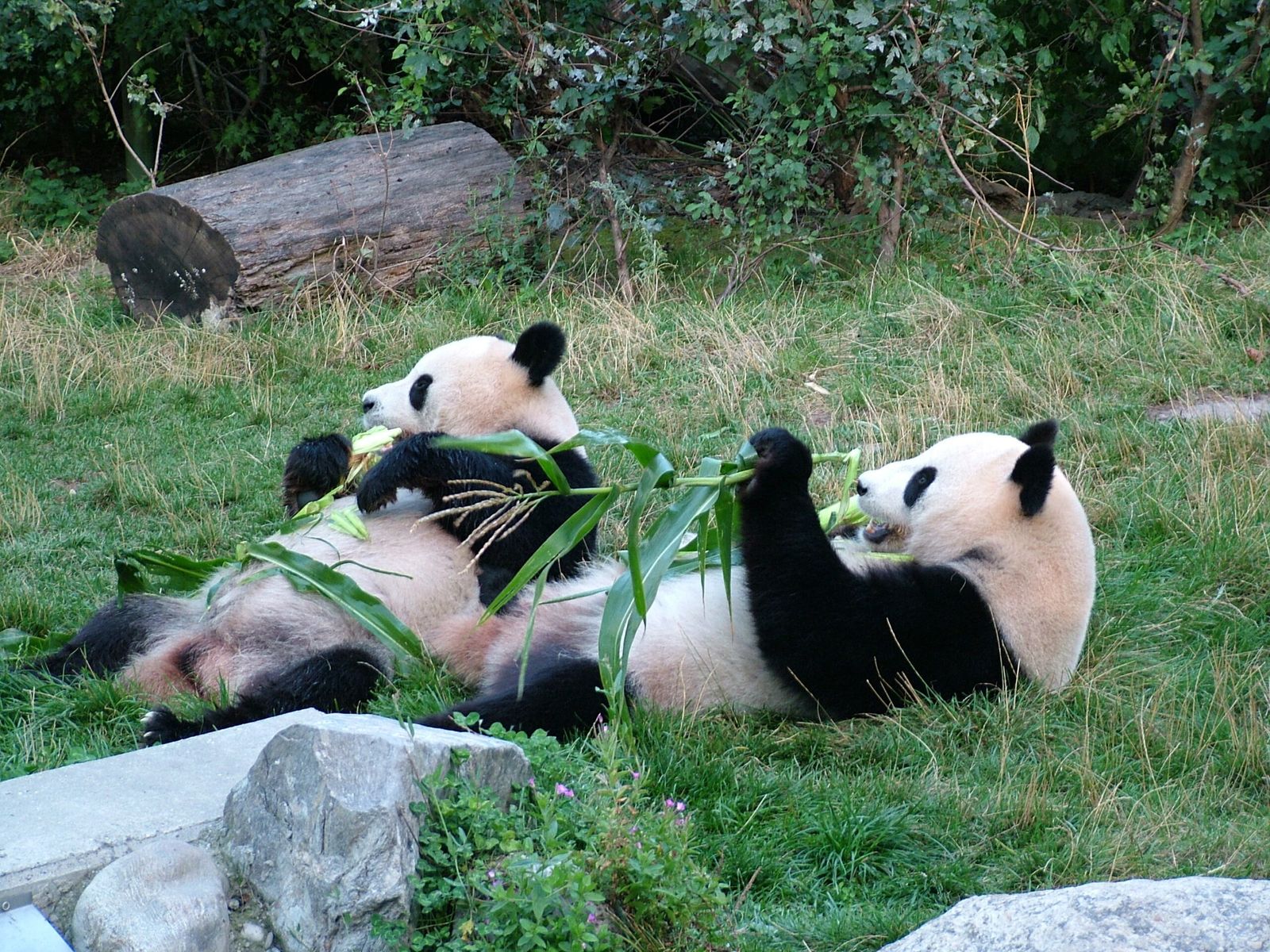 Los pandas del zoo de Madrid se jubilan