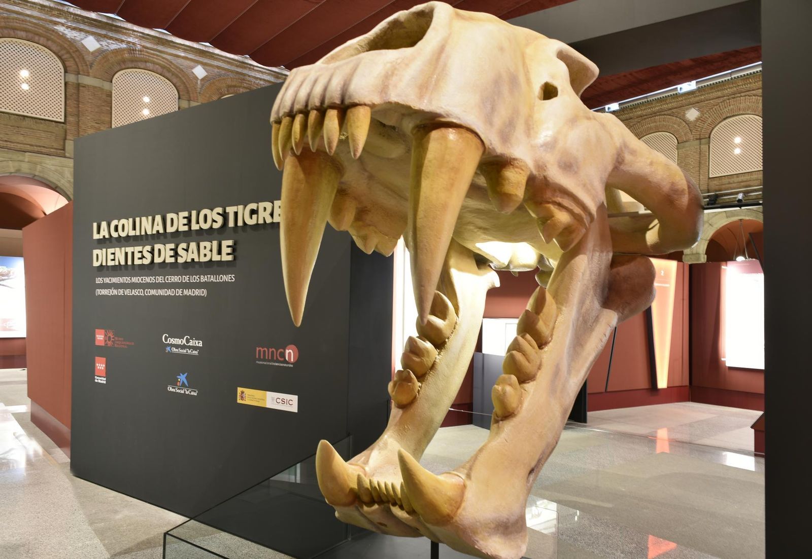 Los 'dientes de sable' conquistan Alcalá de Henares en una exposición paleontológica única