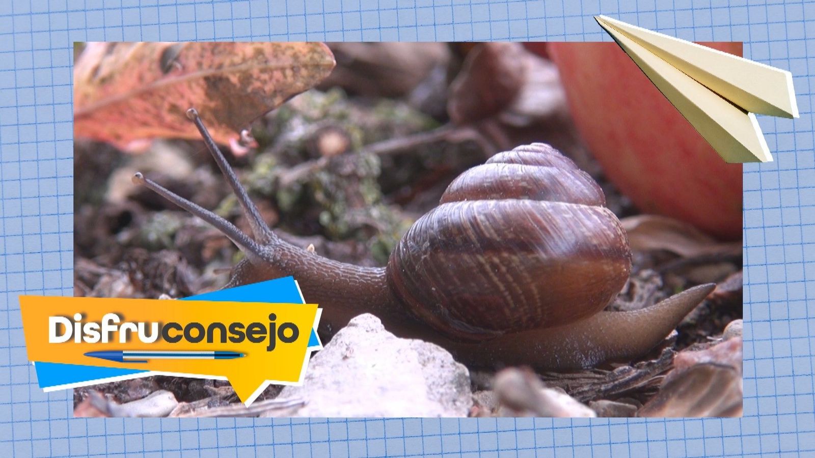 Un truco casero para atrapar caracoles