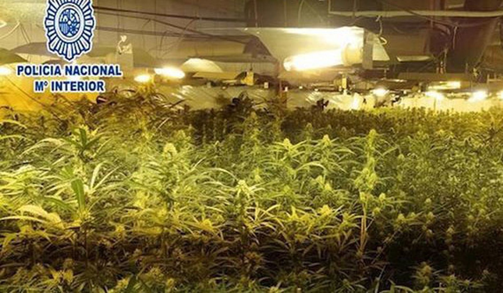 Descubren 200 plantas de marihuana en un piso del distrito de Latina y detienen a tres personas