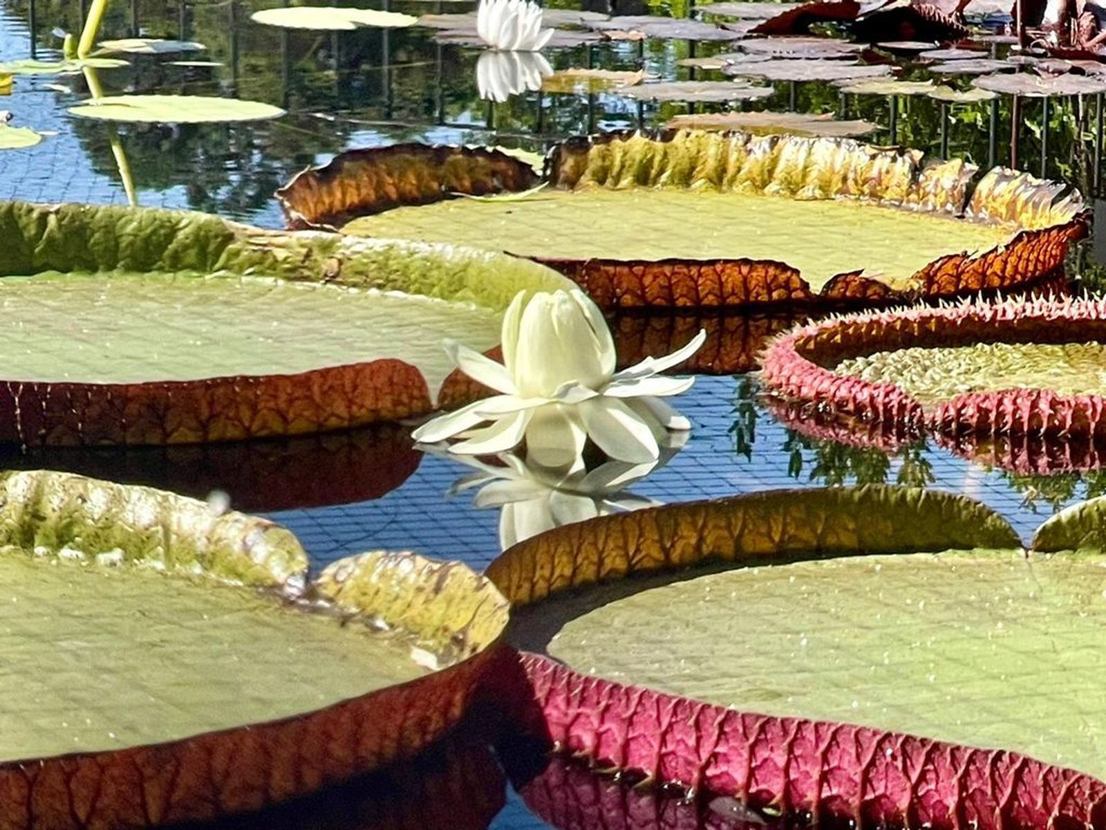 Nenúfar gigante del Jardín Botánico de Madrid