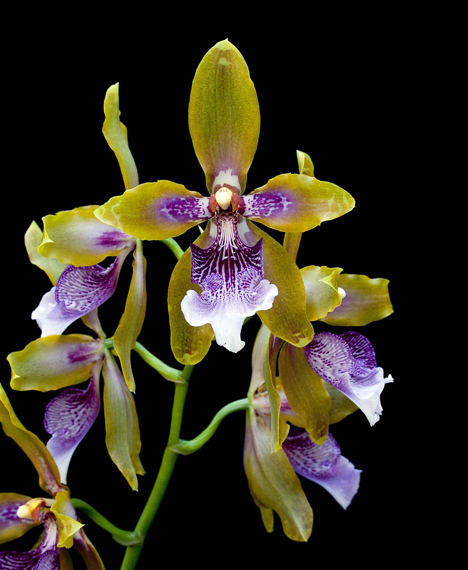 El Real Jardín Botánico inaugura la muestra fotográfica 'El jardinillo en flor'