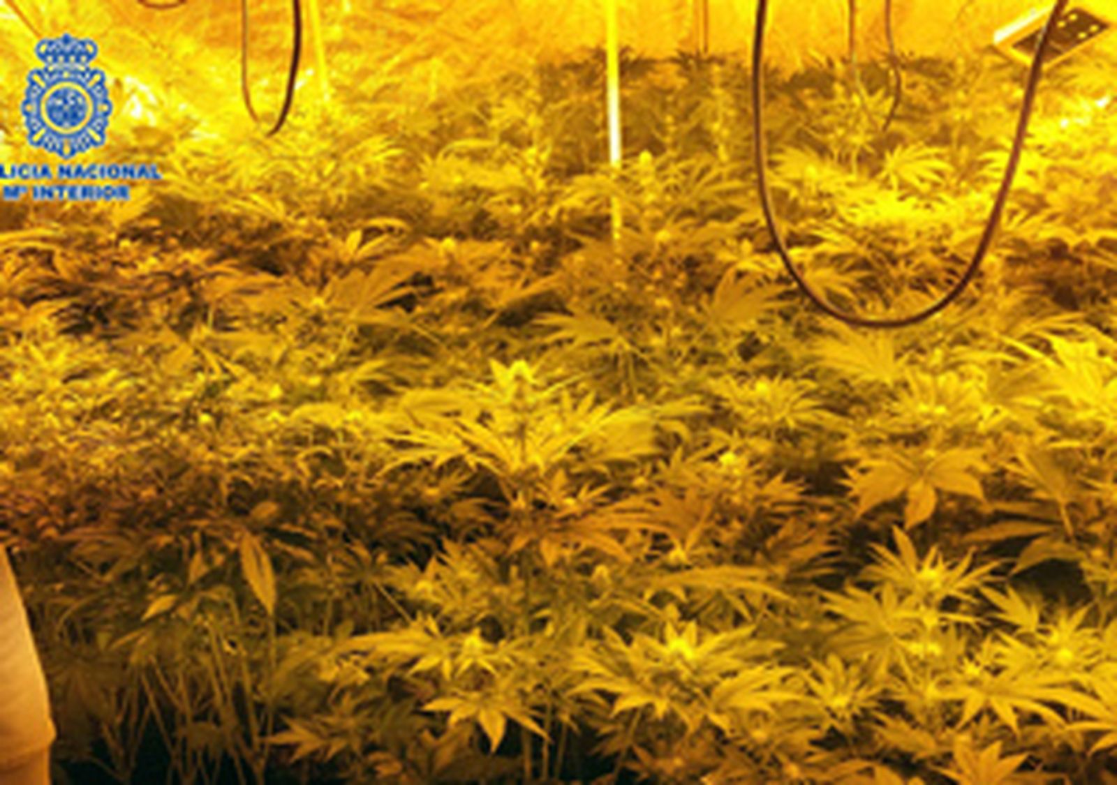 marihuana_policia