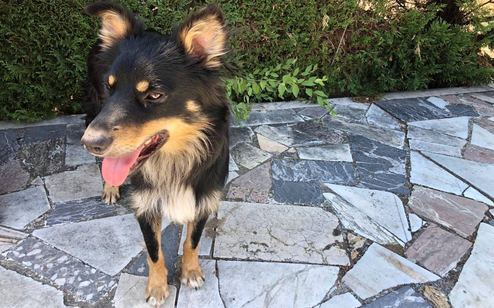 En busca de los dueños de este perro, que apareció desorientado tras el incendio en Fuente el Saz