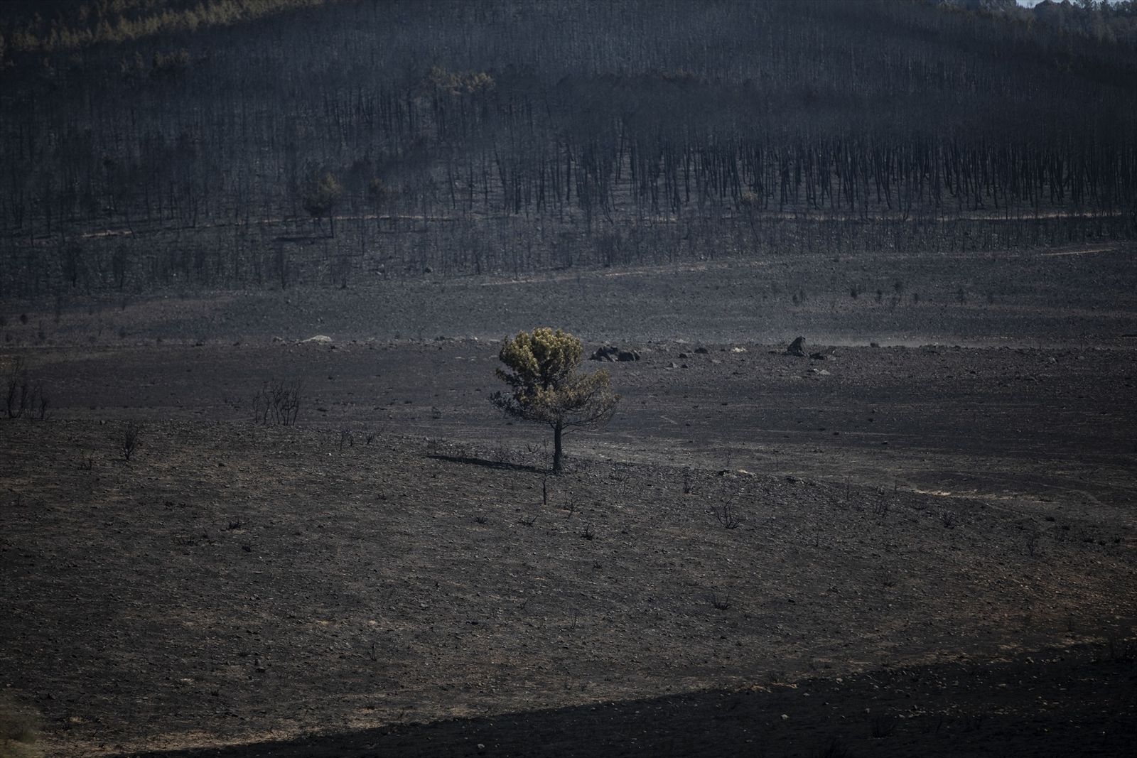 Vista de una zona afectada por el incendio de Losacio, a 19 de julio de 2022