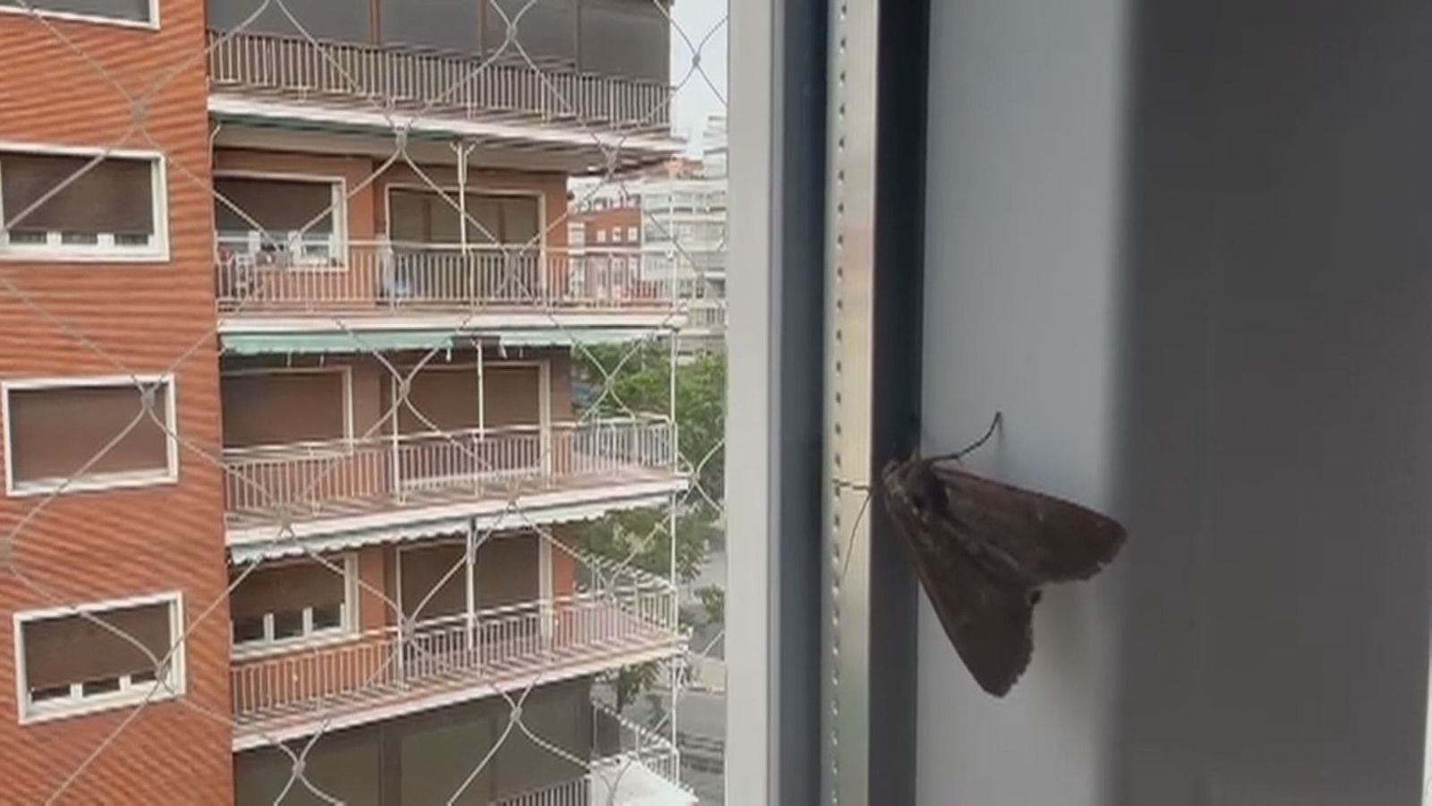 Las polillas invaden Madrid