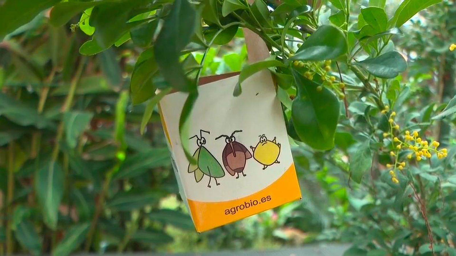 Madrid combate las plagas urbanas con insectos beneficiosos en lugar de pesticidas