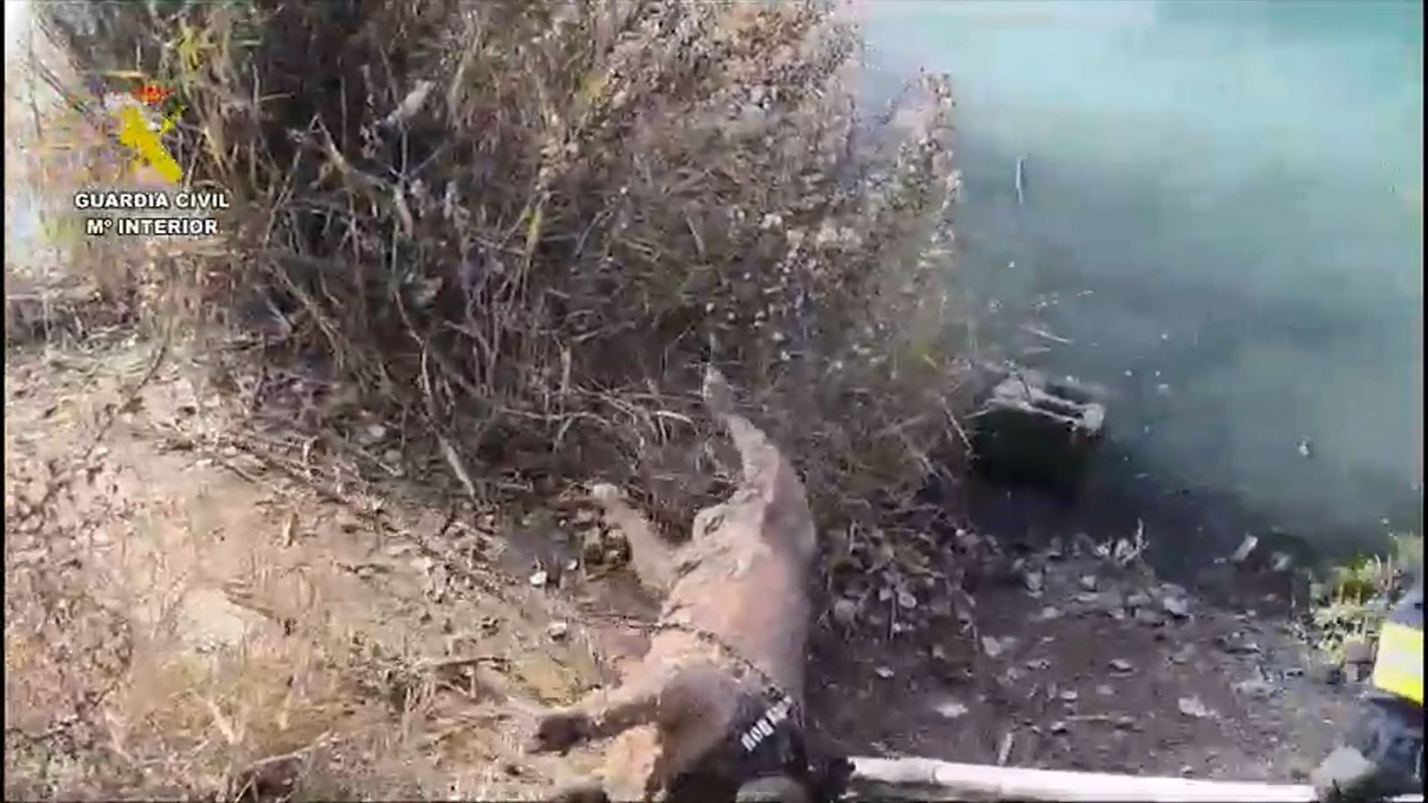 Un detenido y un investigado tras aparecer ahogado un perro atado y sujeto a bloques de hormigón en Arganda