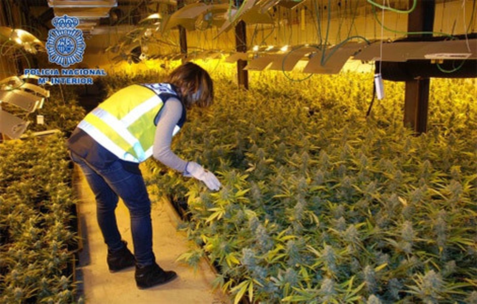 Desmantelada una plantación industrial de marihuana en Lleida