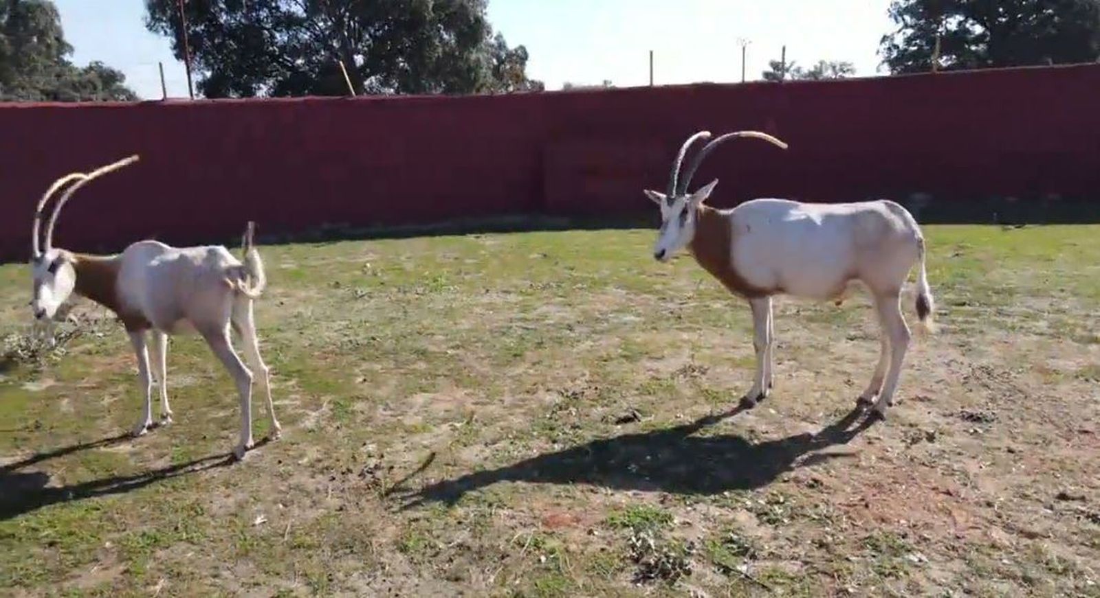 Oryx Cimitarra, una especie en peligro de extinción