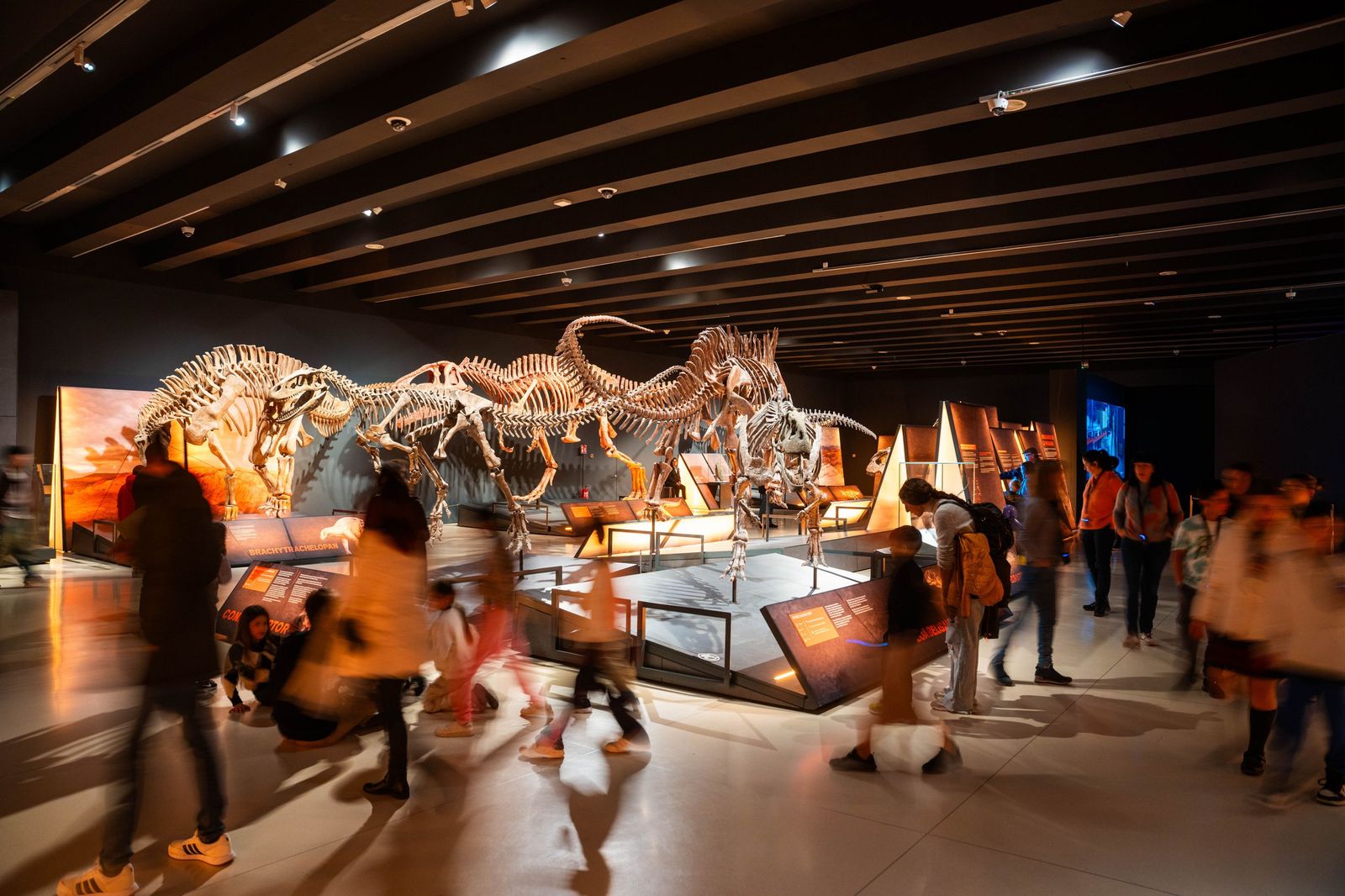 ‘Noche en el museo’ de una película de Ben Stiller a una realidad en el Museo de Ciencias Naturales
