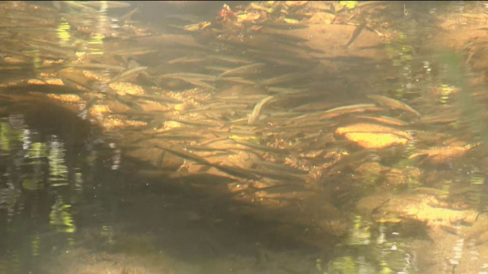 Vertidos fecales inundan el Río Manzanares