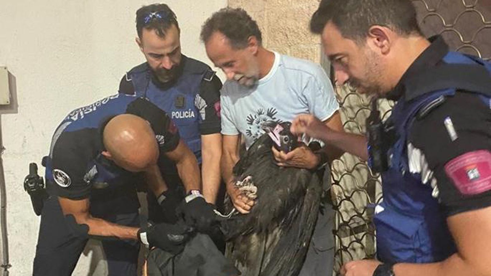 Buitre negro hallado en una calle de Ciudad Lineal