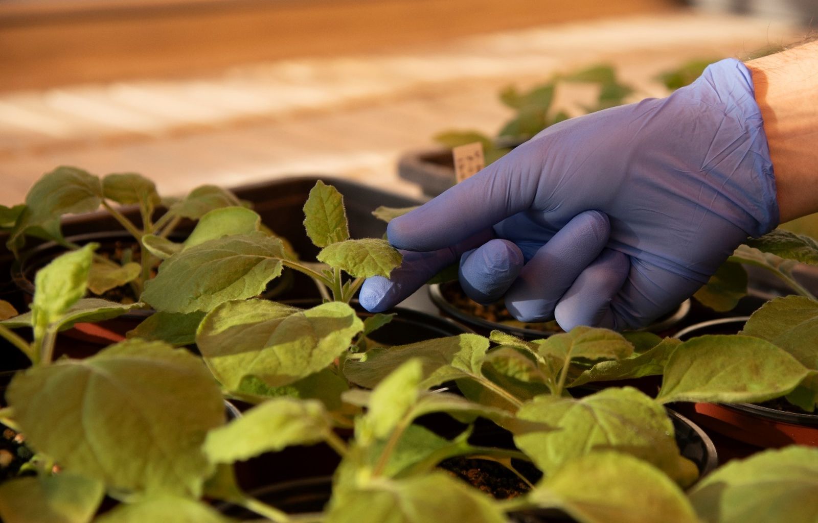 Nicotiana benthamiana, una planta clave en la creación de medicamentos
