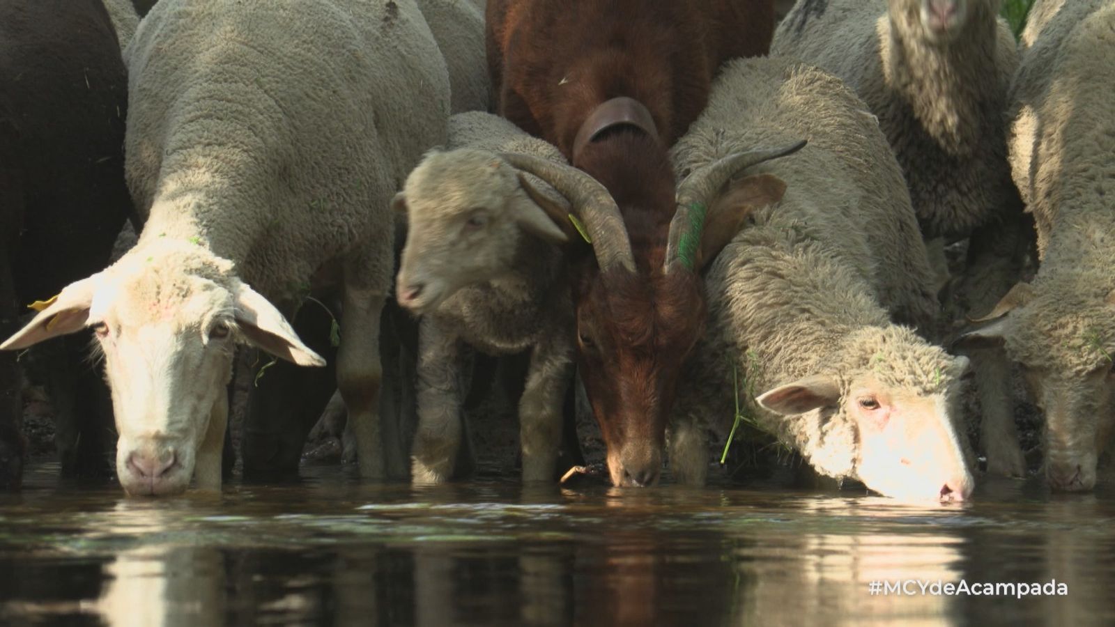 Ovejas y cabras durante la trashumancia