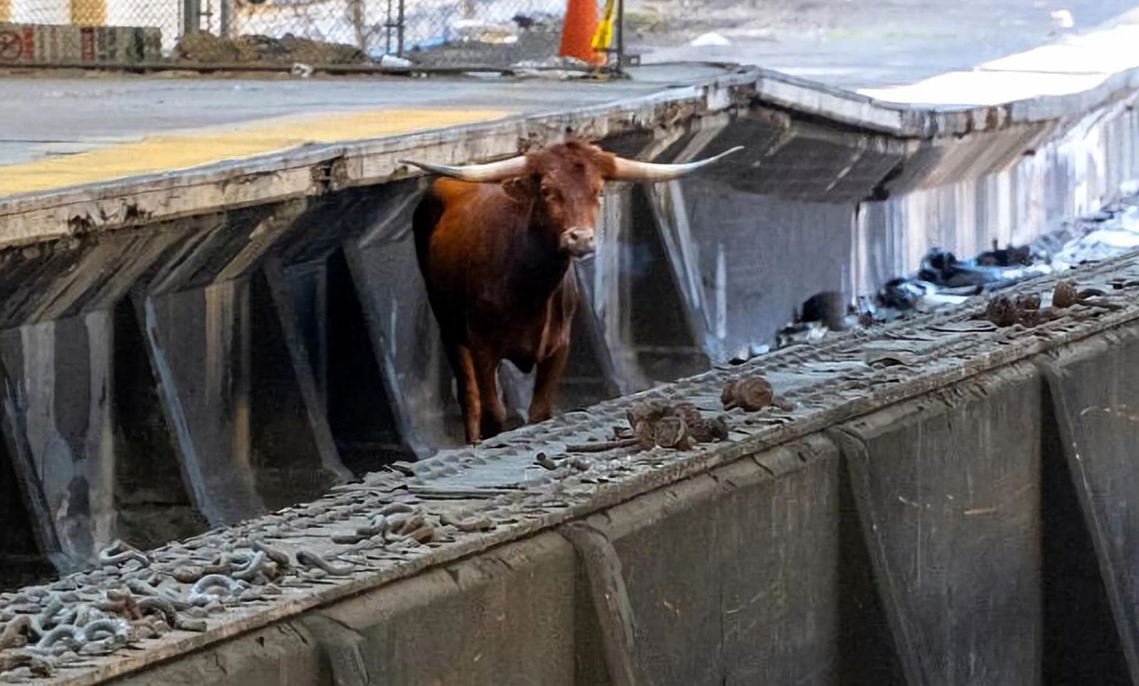 Un toro se pasea por las vías del tren camino de Nueva York