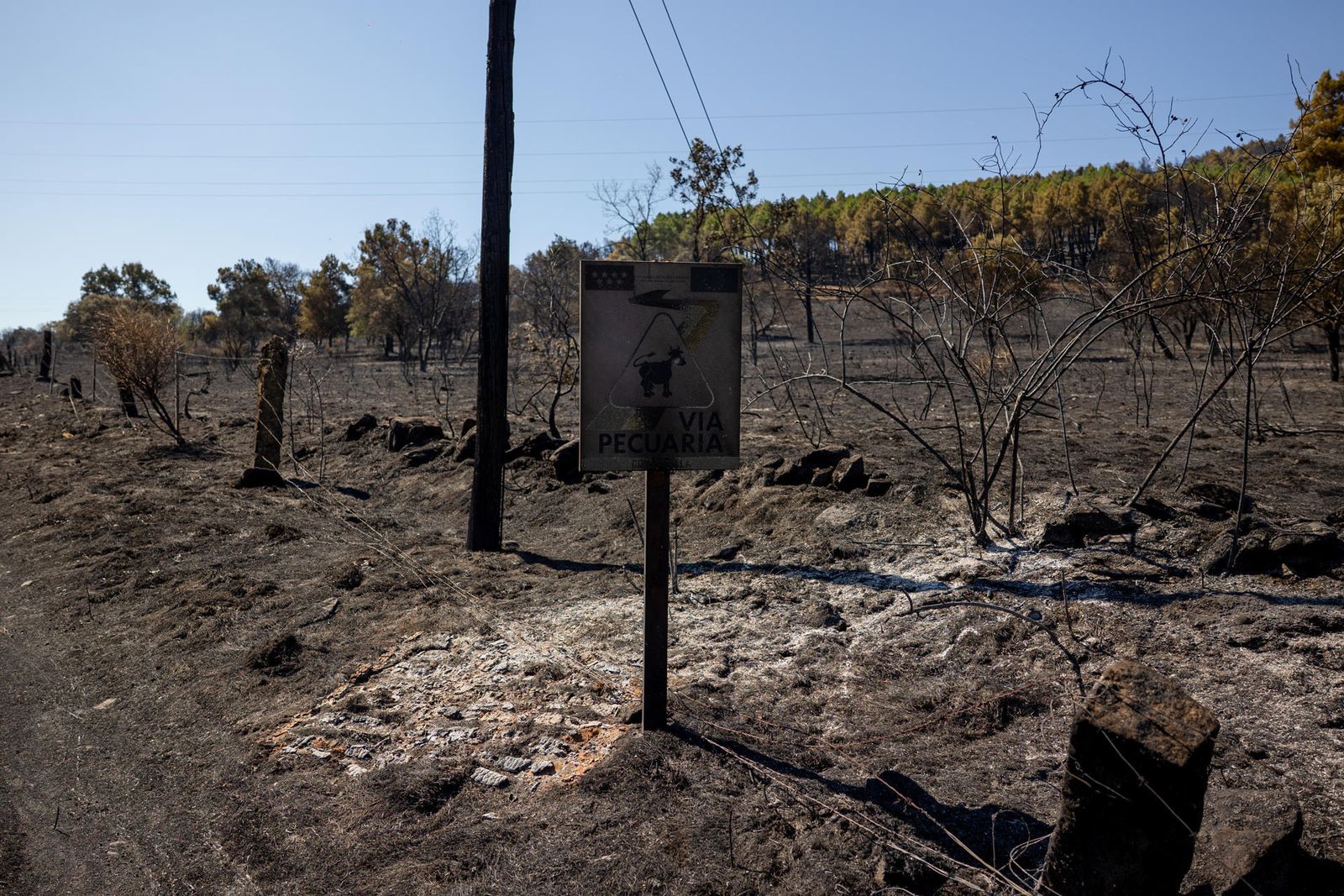 Zona quemada por el incendio forestal de Lozoyuela