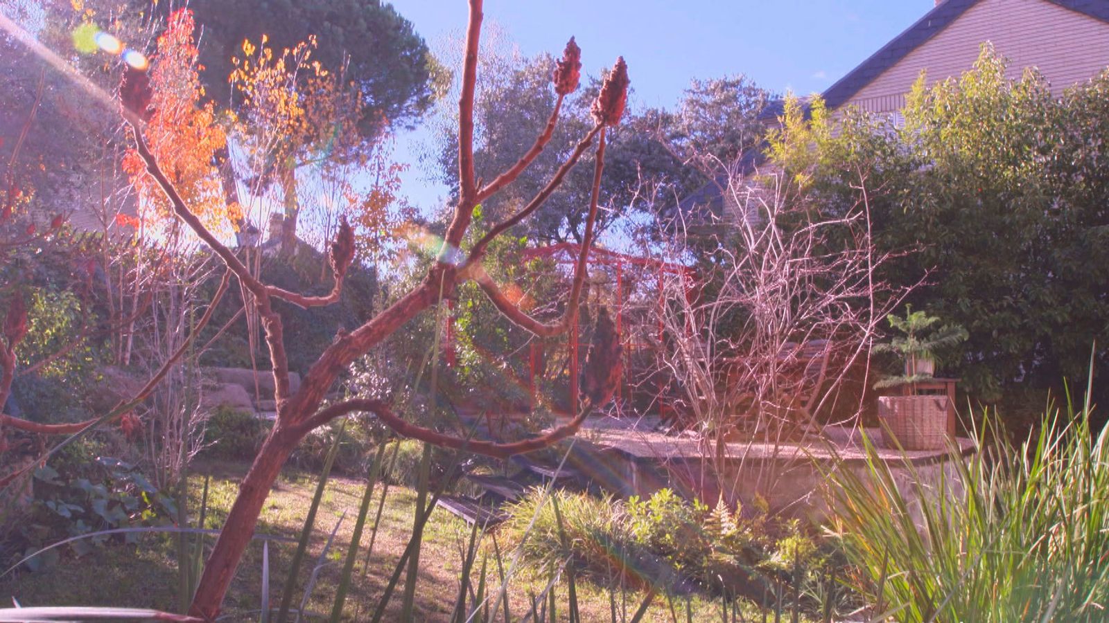 Y por supuesto, tenemos que mostrar el jardín, o al menos un detalle del jardín. En él podemos descubrir especies de plantas muy especiales .