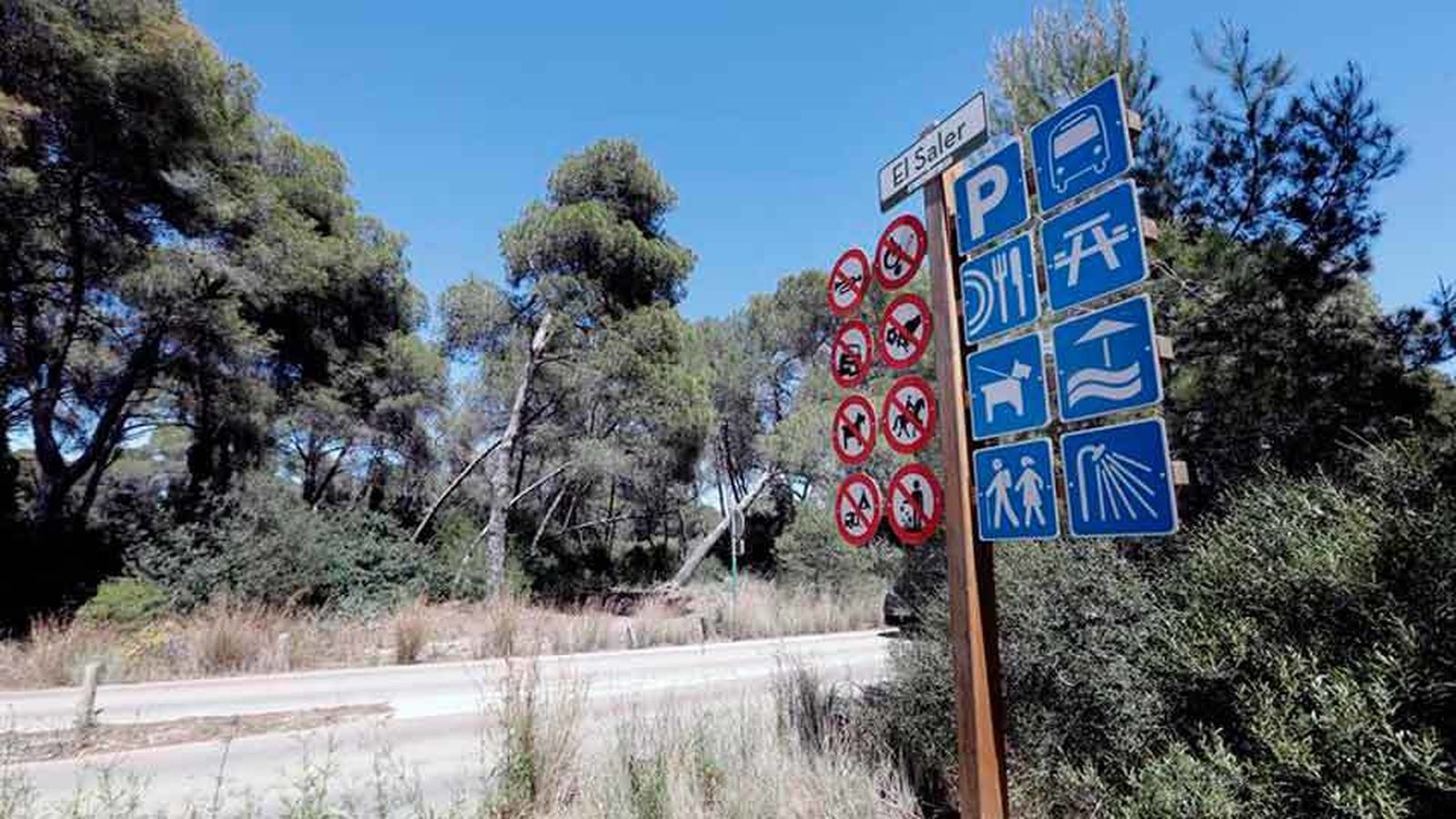 La Dehesa, una zona de pinar cercana a El Saler