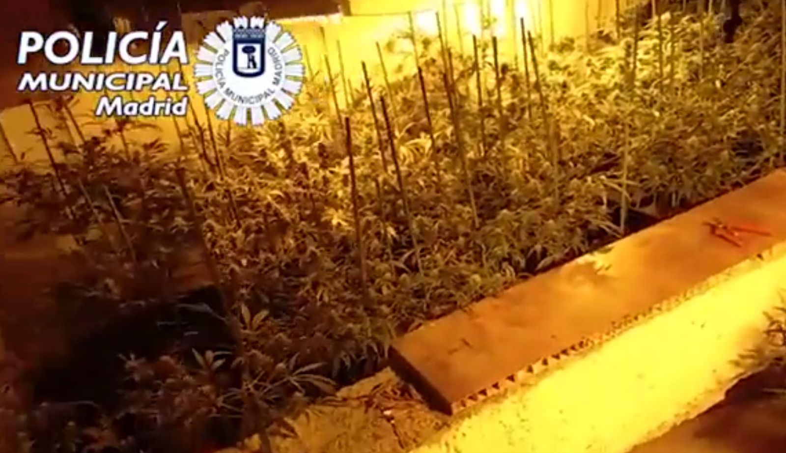 La plantación de marihuana localizada en un sótano de Puente de Vallecas