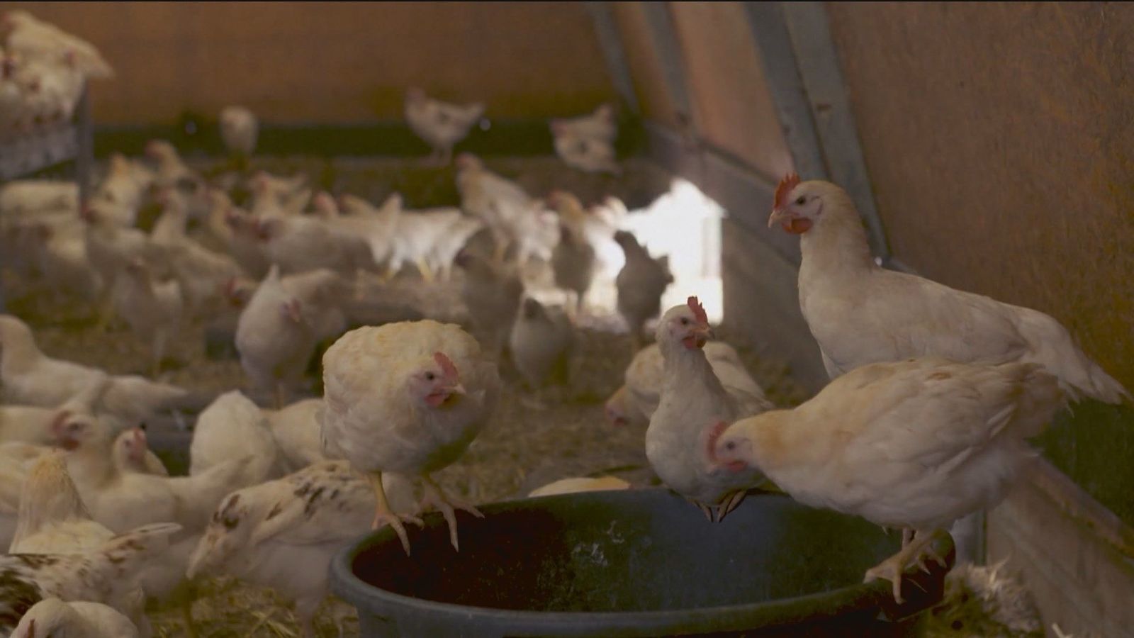 Rebelión en la granja, la situación insostenible de los criadores de pollos