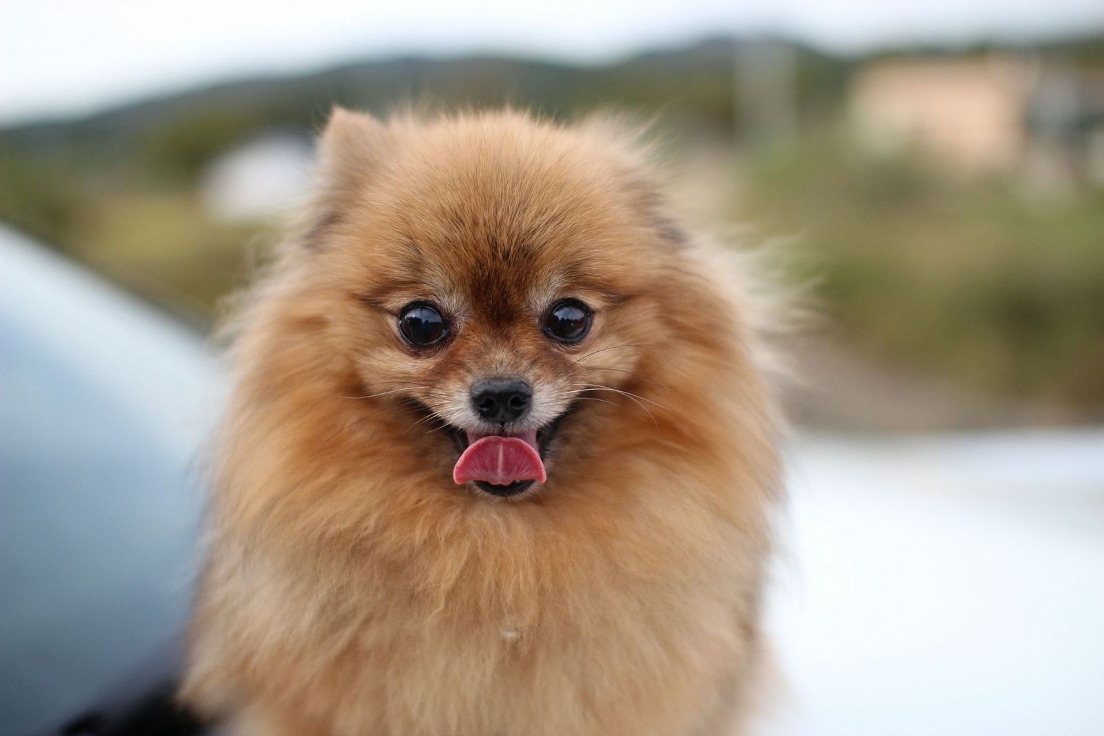 Los perros más buscados en Internet