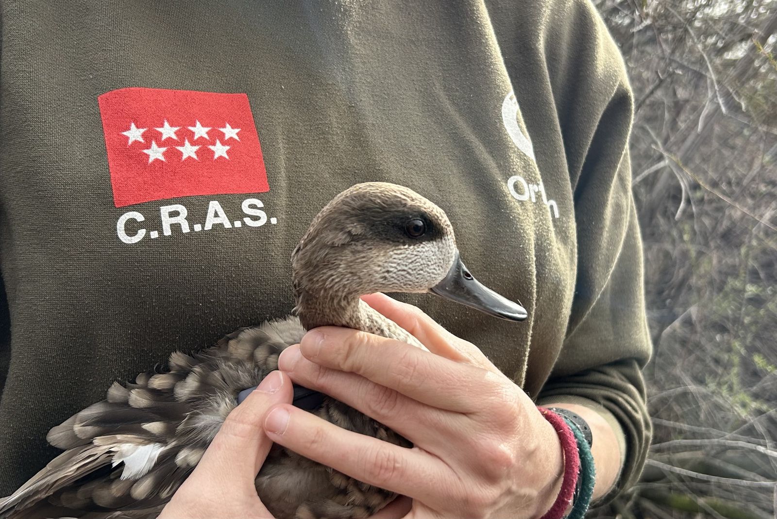 Suelta de cercetas pardillas en la laguna de El Porcal de Rivas