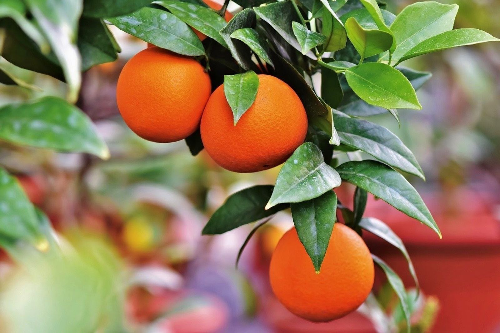 Naranjas