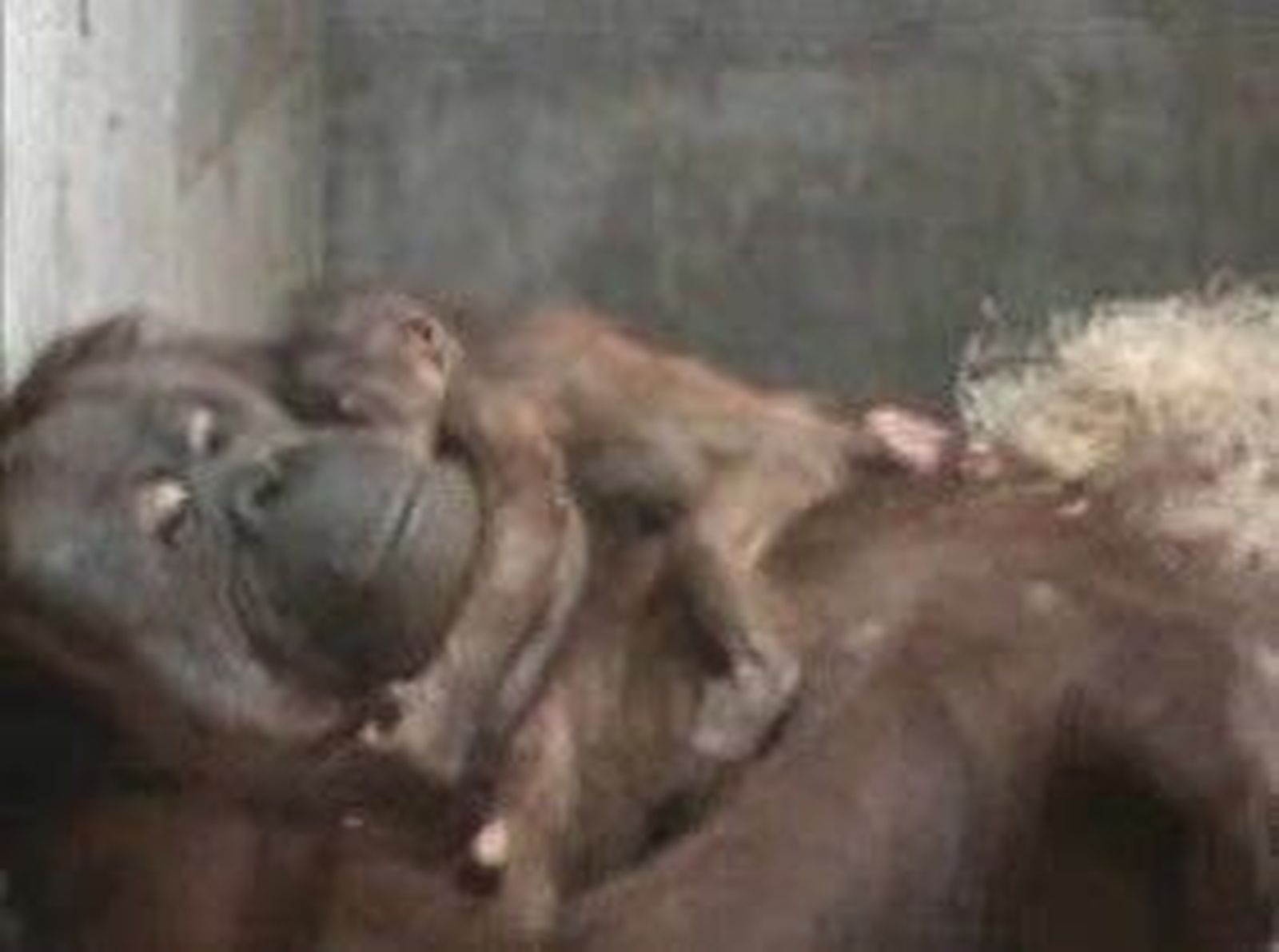 orangutan_2010730V0.wmv