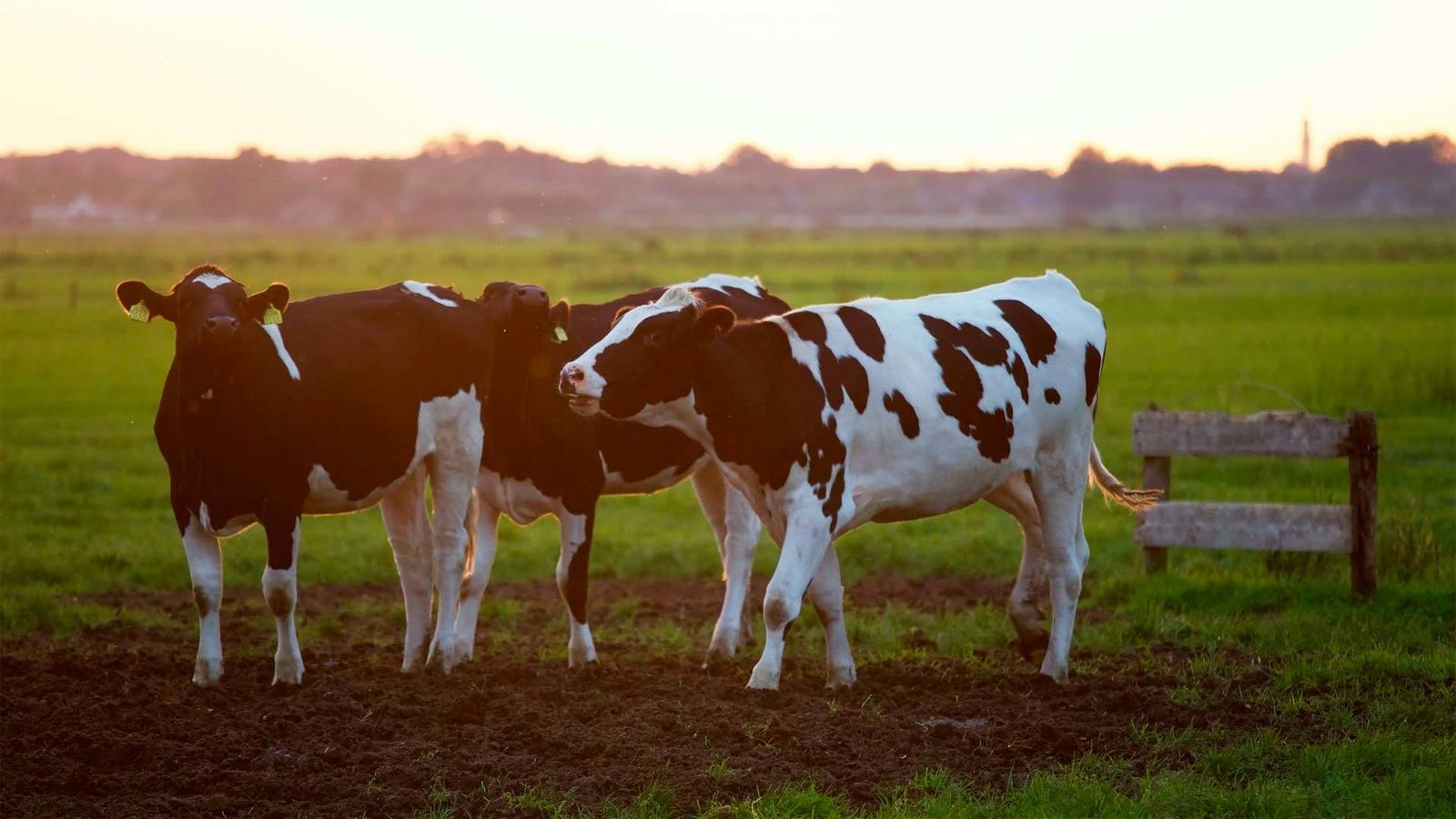Vacas pastando en el campo