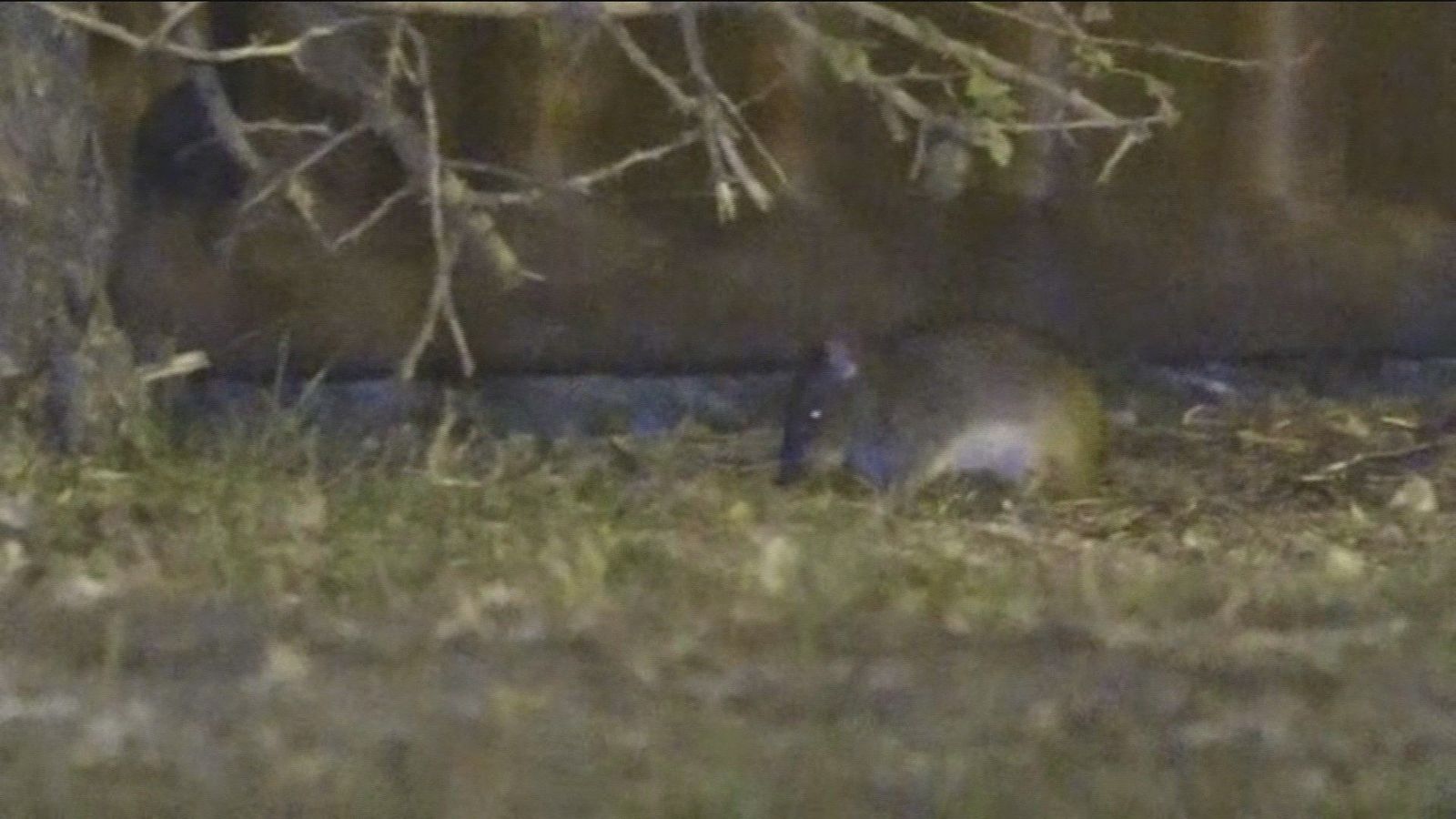 Plaga de ratas en Parque Lago Loranca en Fuenlabrada
