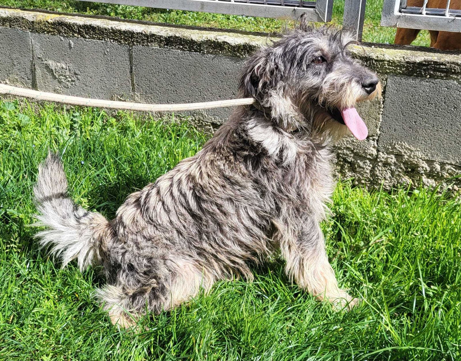Uno de los perros que San Sebastián de los Reyes ofrece en adopción