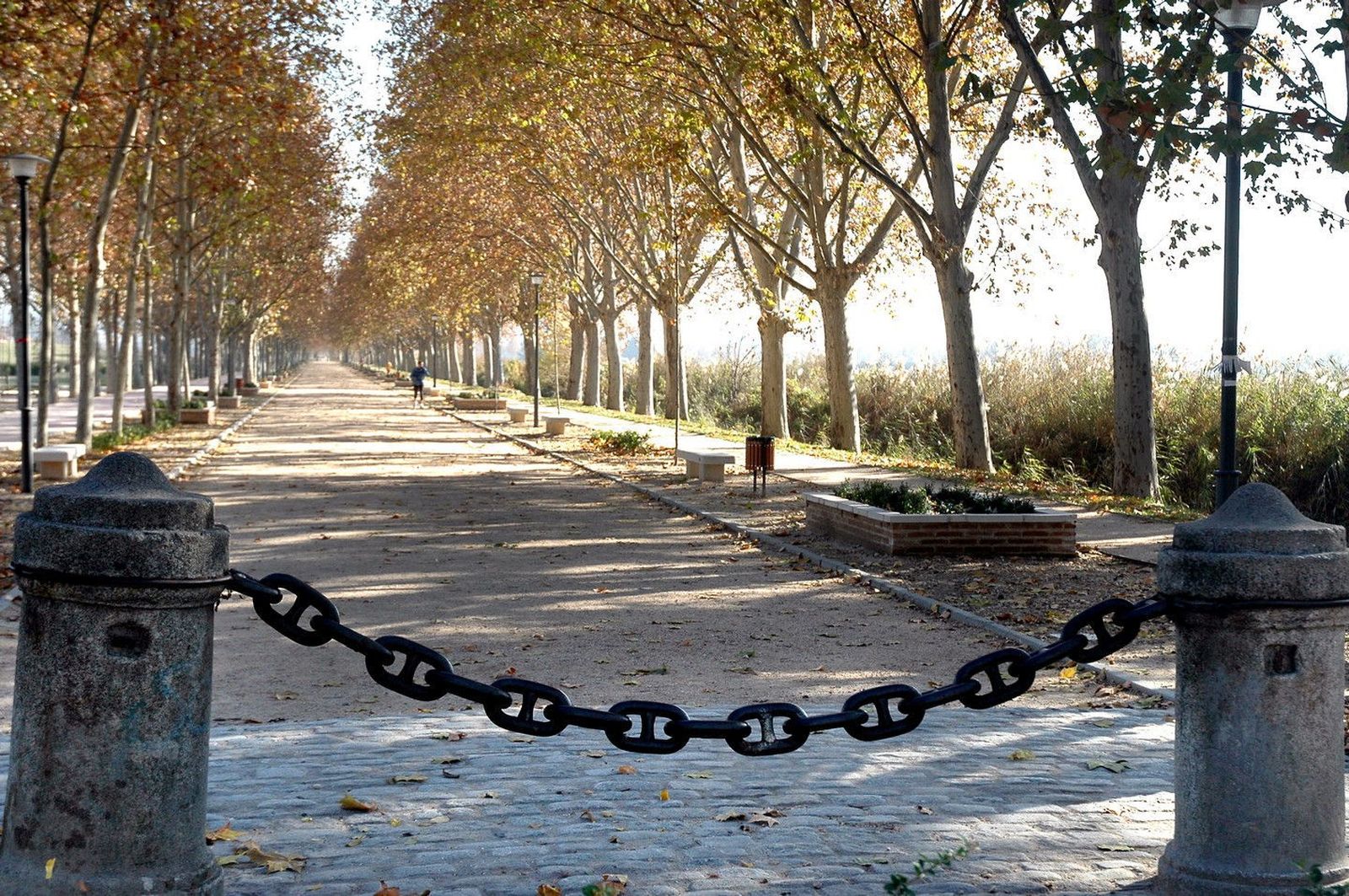 Paseo de los chopos y los plátanos de San Fernando de Henares