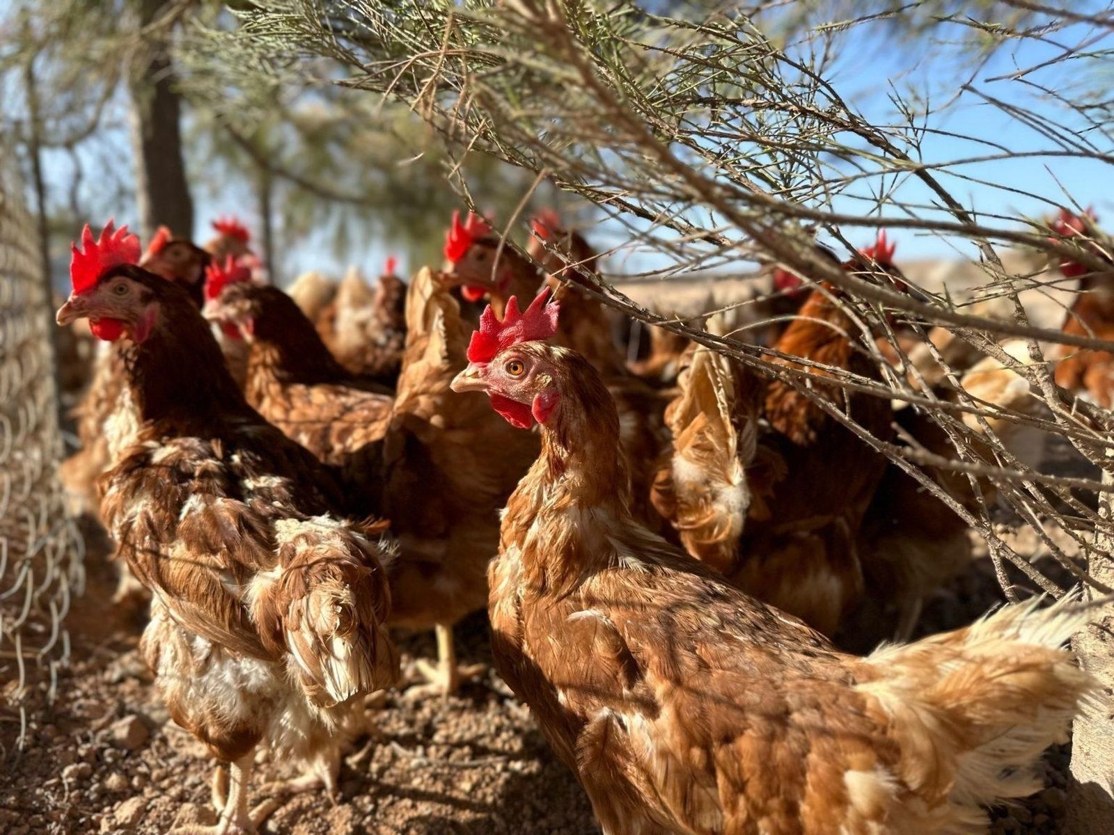 Gallinas