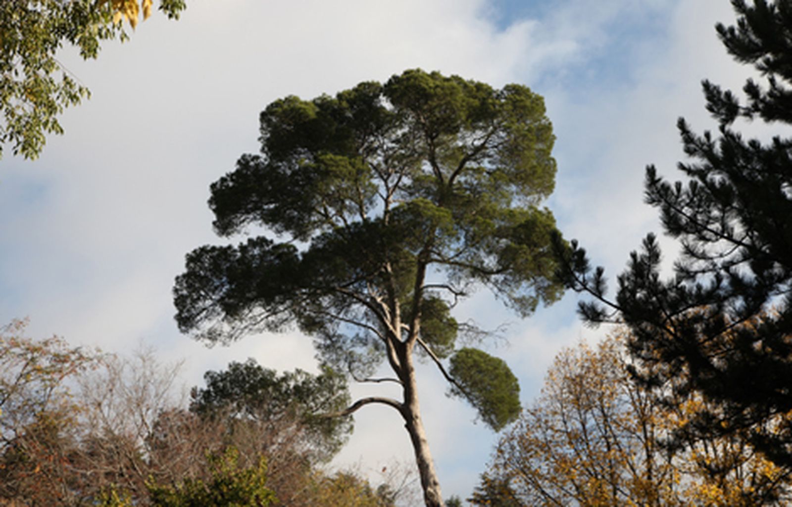 arboles_madrid_guia