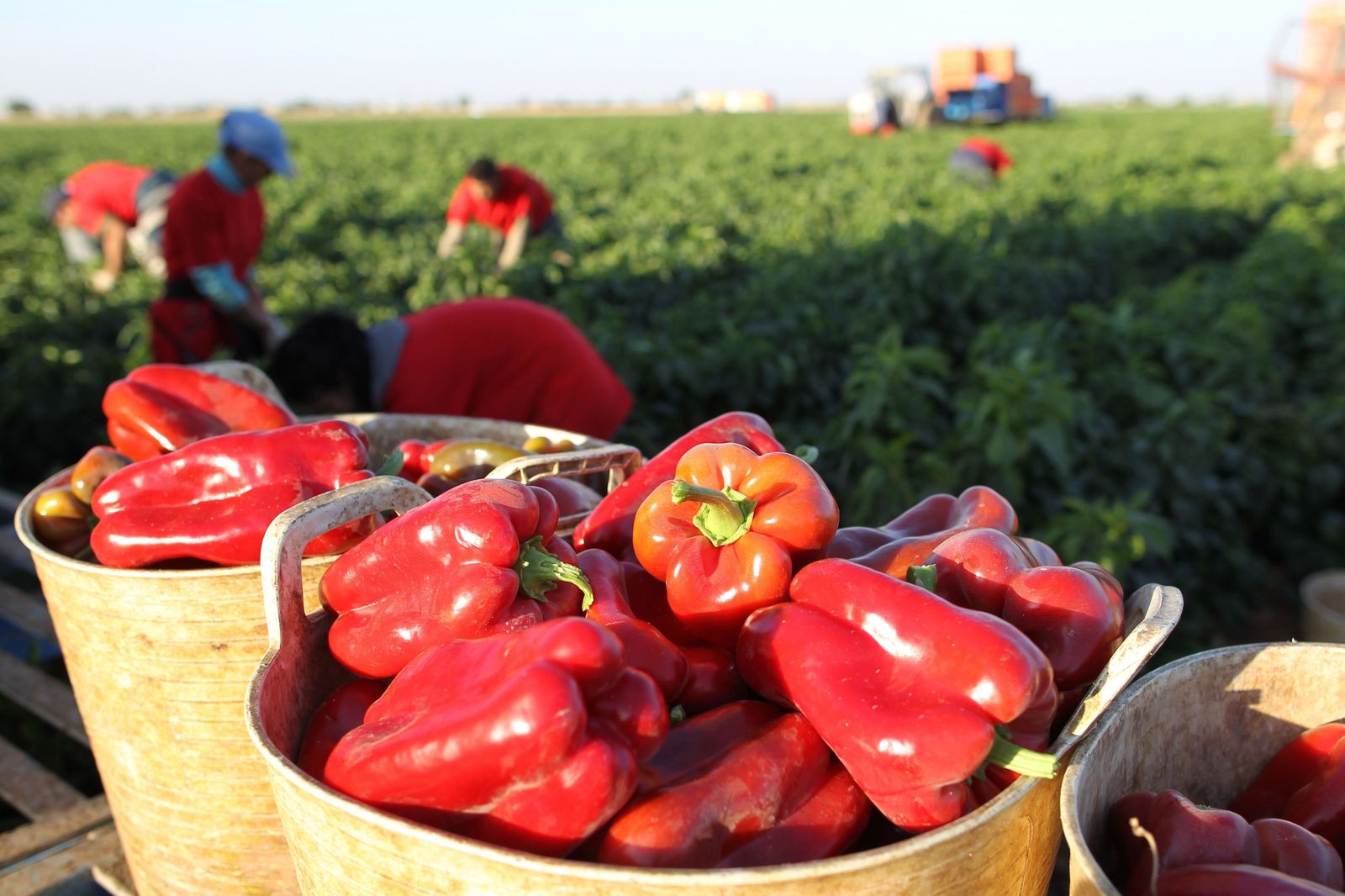Las bajas temperaturas de febrero provocan escasez de pimiento rojo