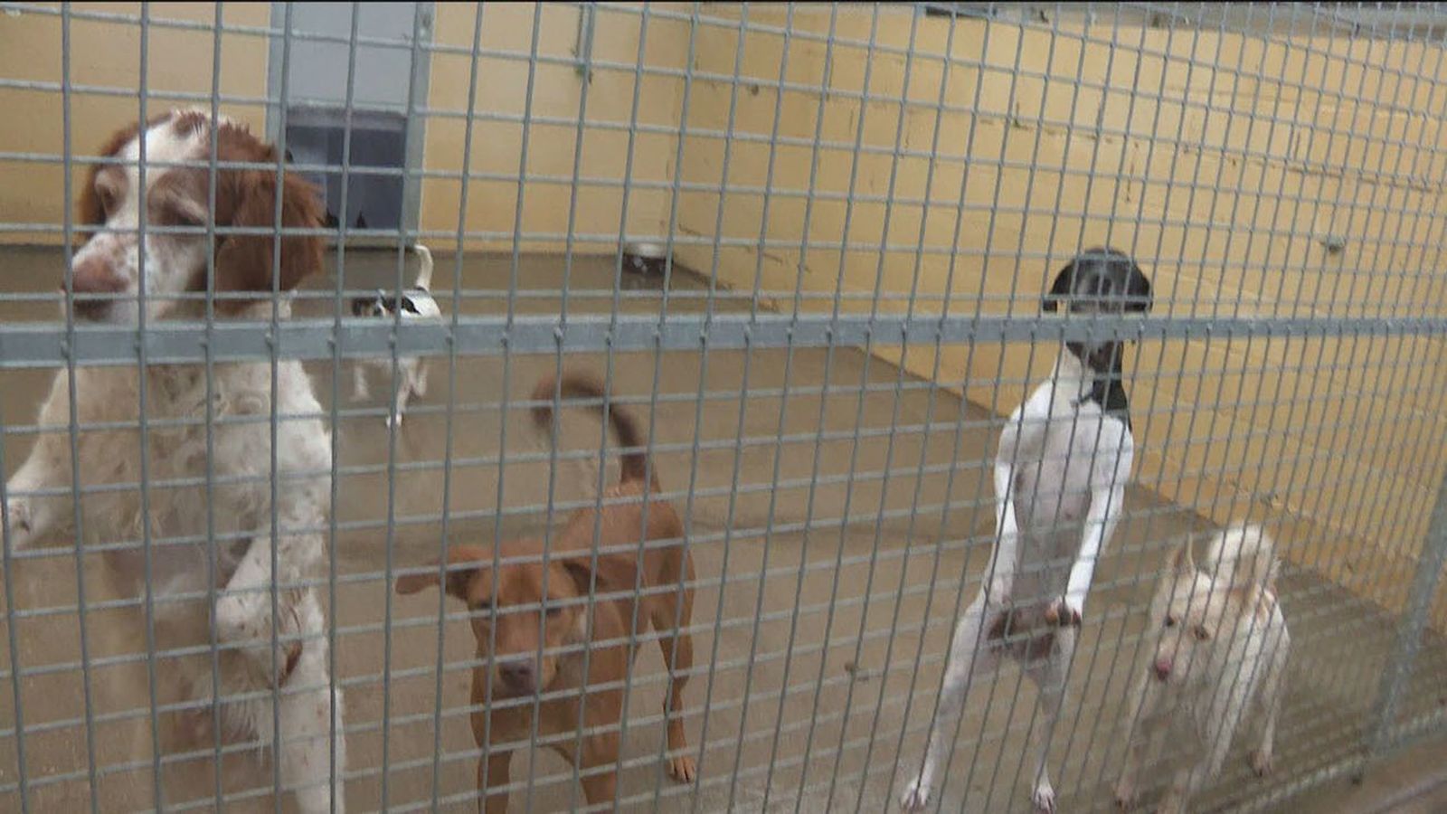 Unos 50.000 perros y gatos llegarán a los hogares españoles esta Navidad